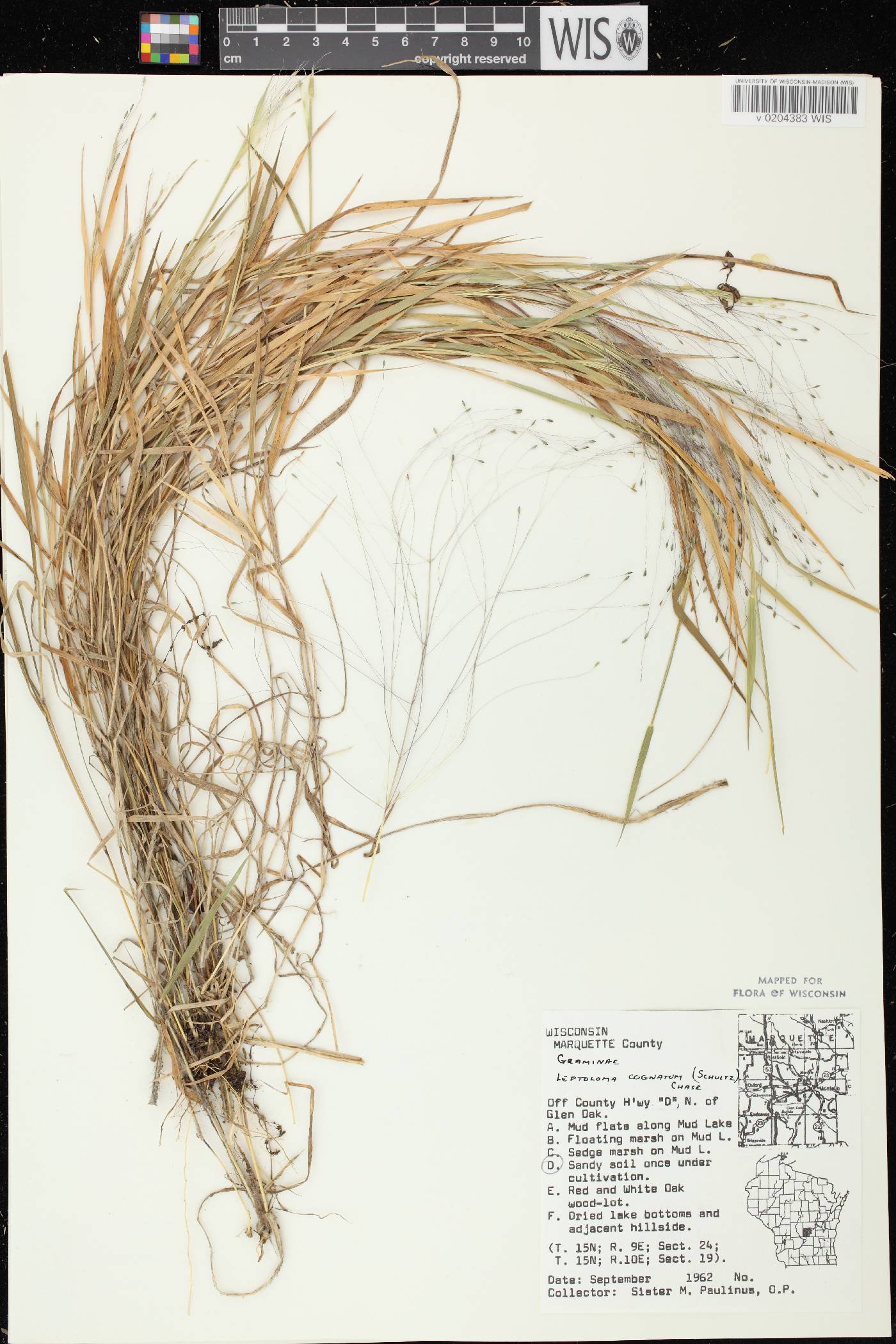 Digitaria cognata image