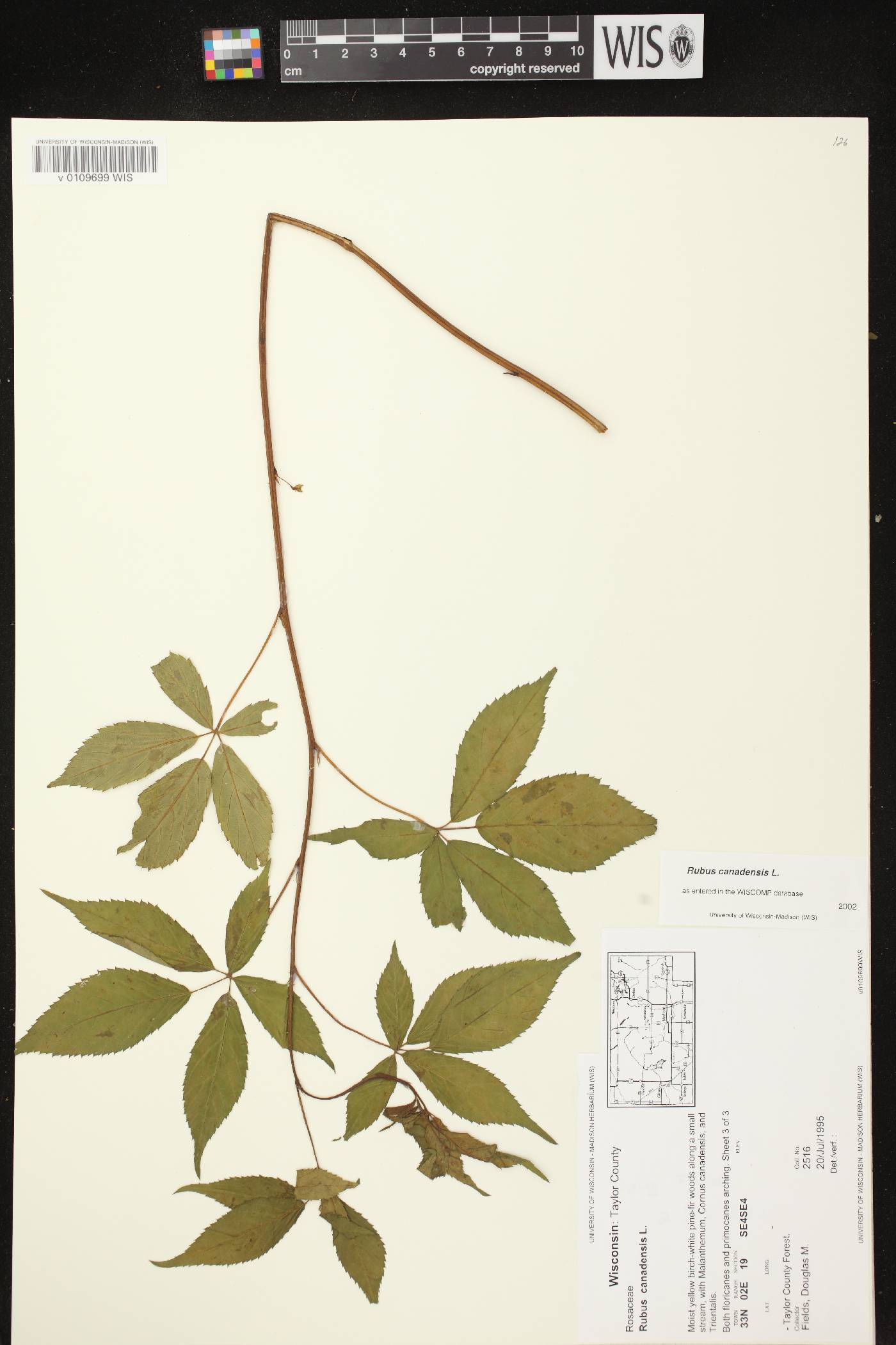 Rubus canadensis image