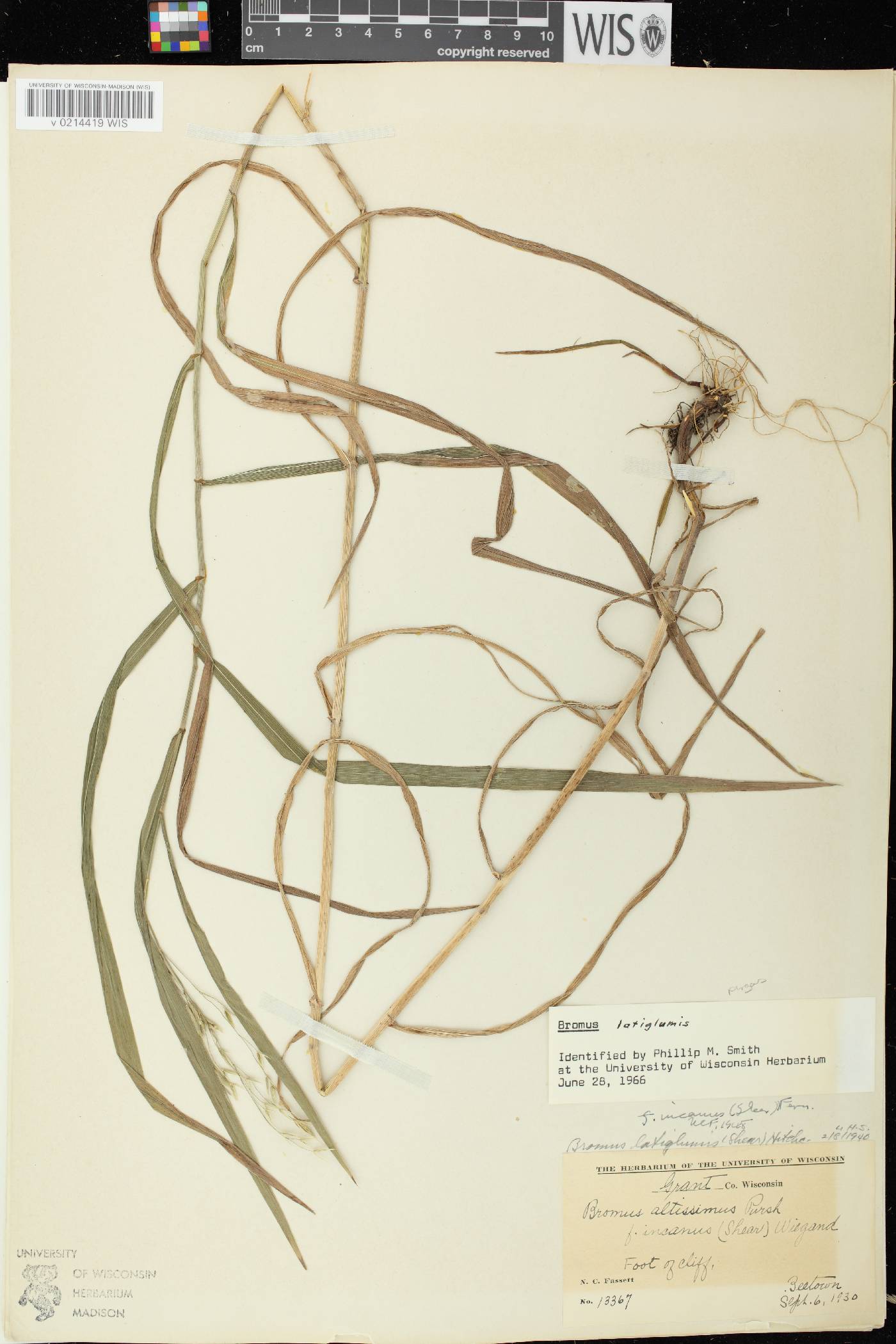 Bromus latiglumis image