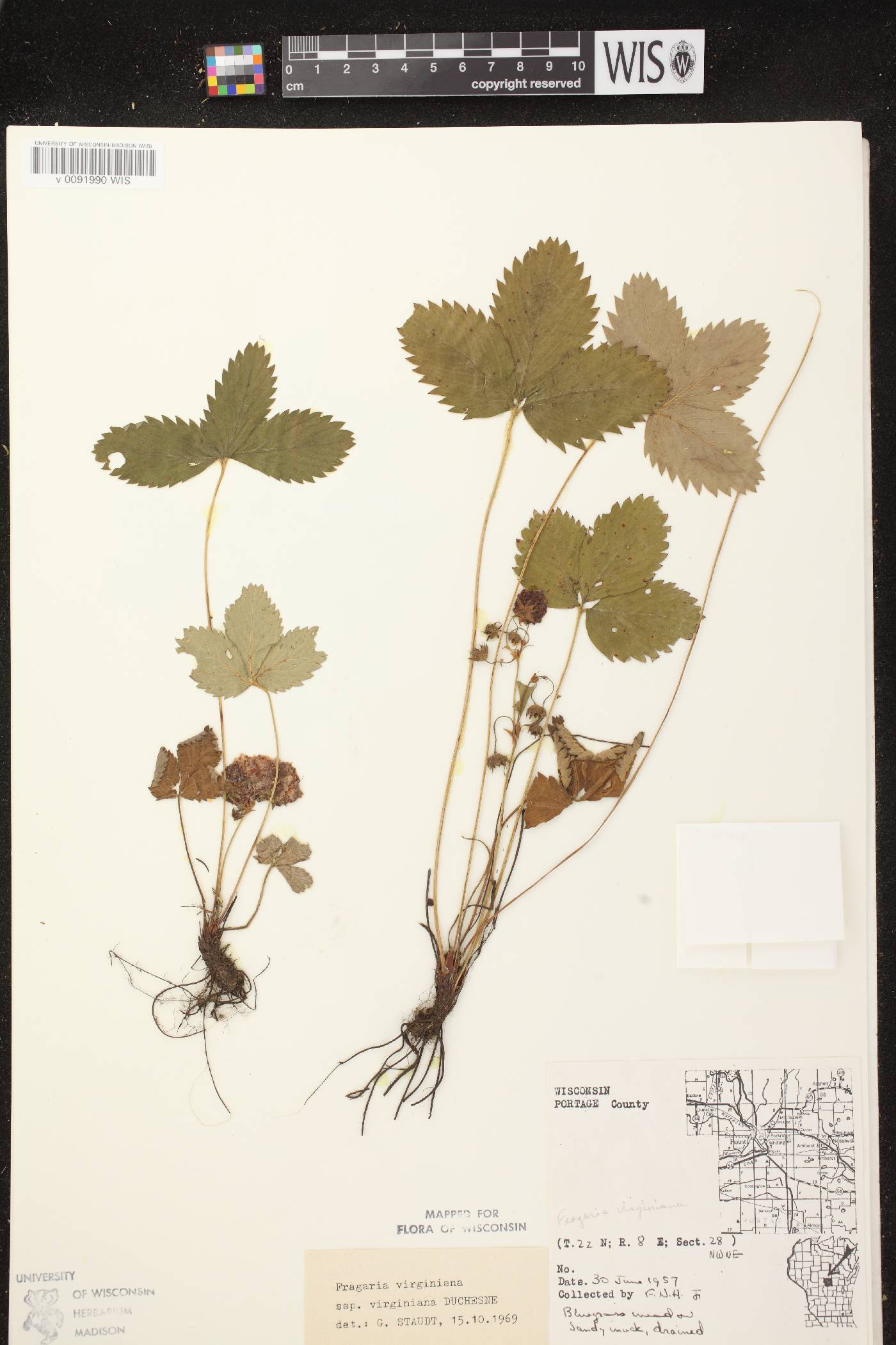 Fragaria virginiana image
