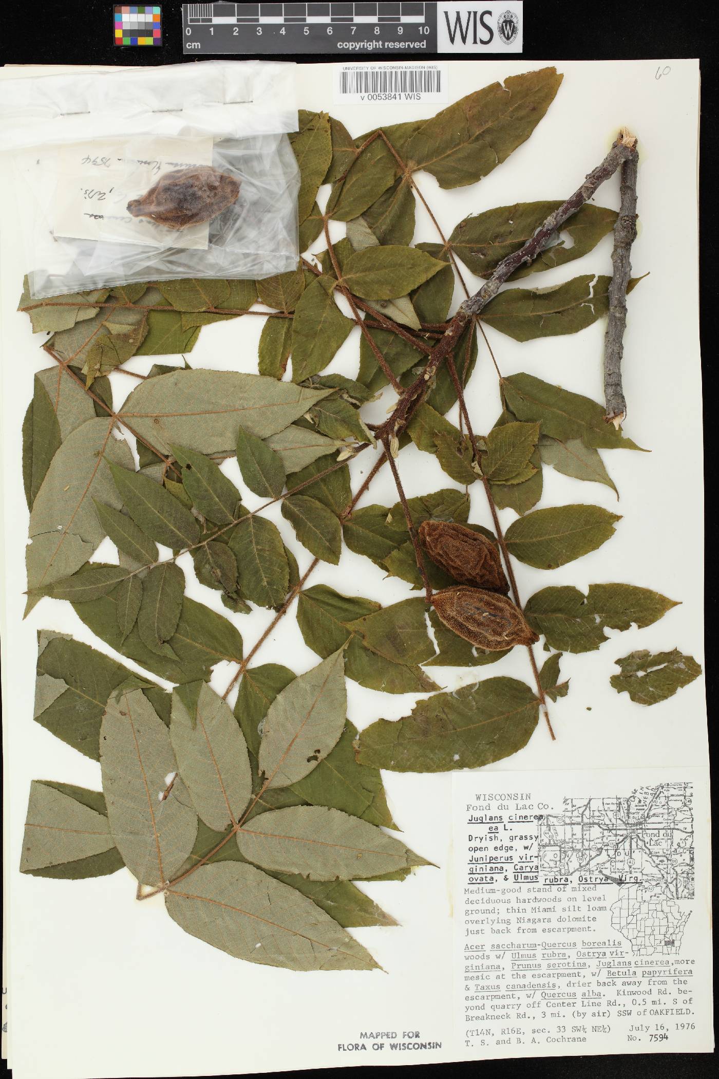 Juglans cinerea image