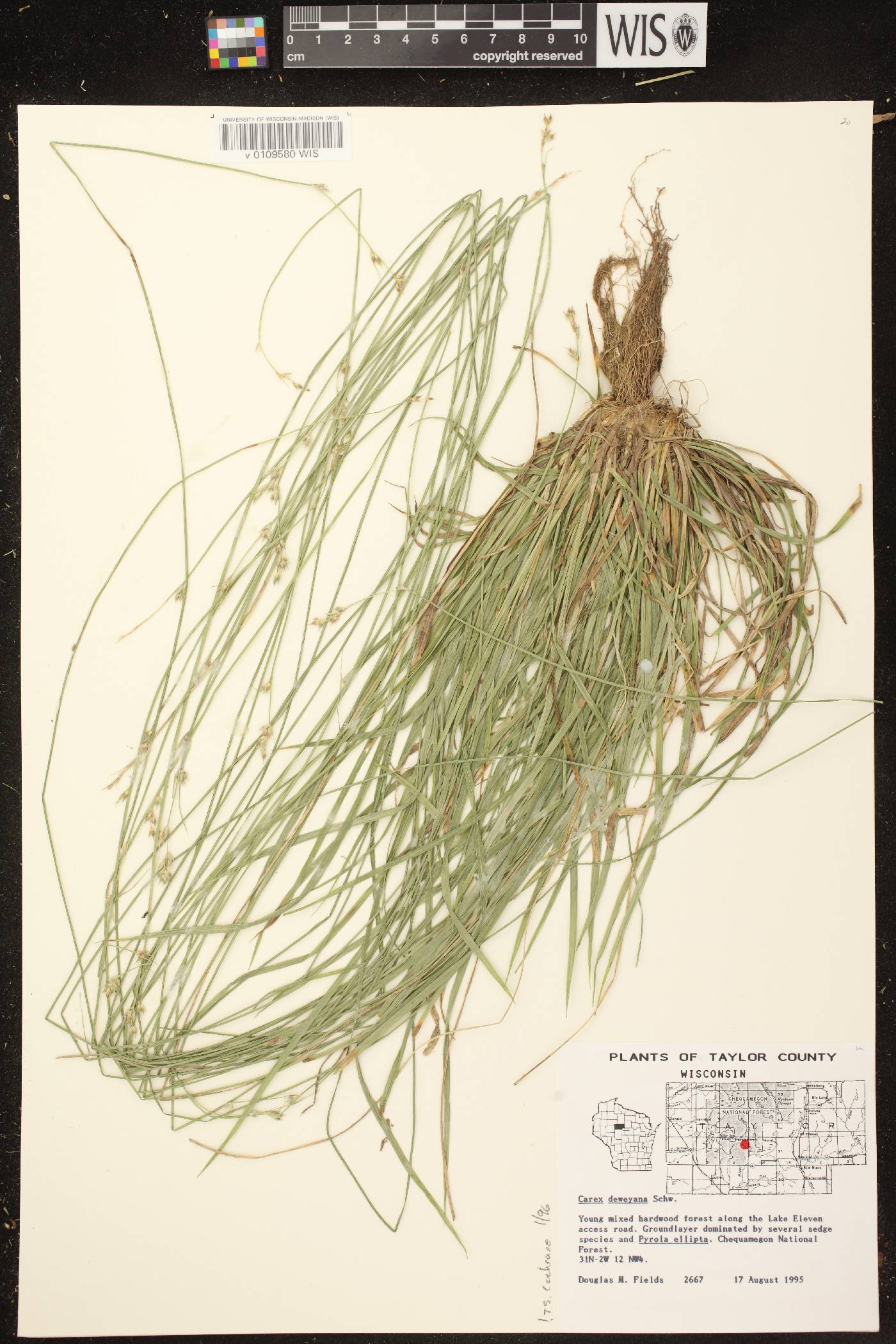 Carex deweyana image