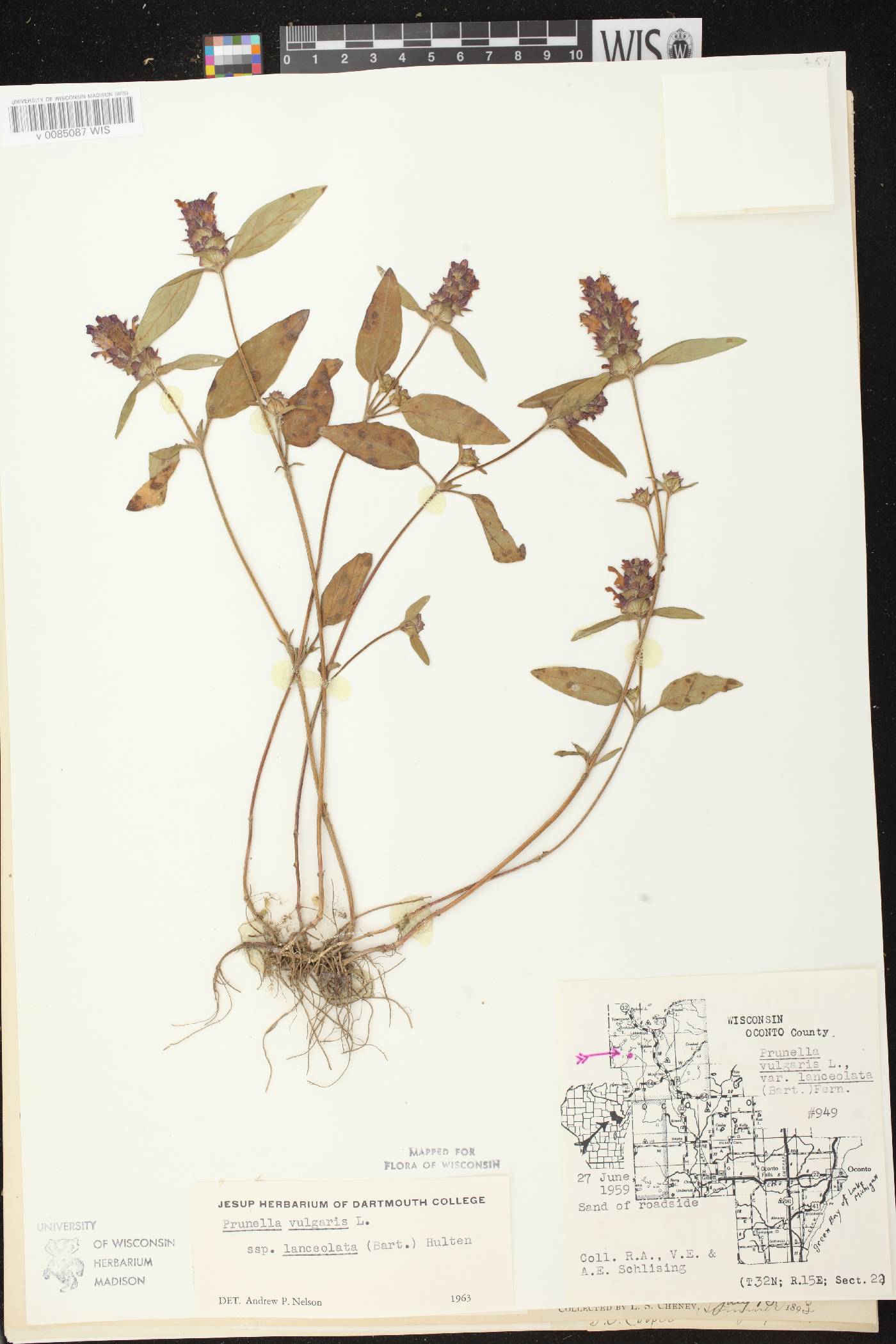 Prunella vulgaris subsp. lanceolata image