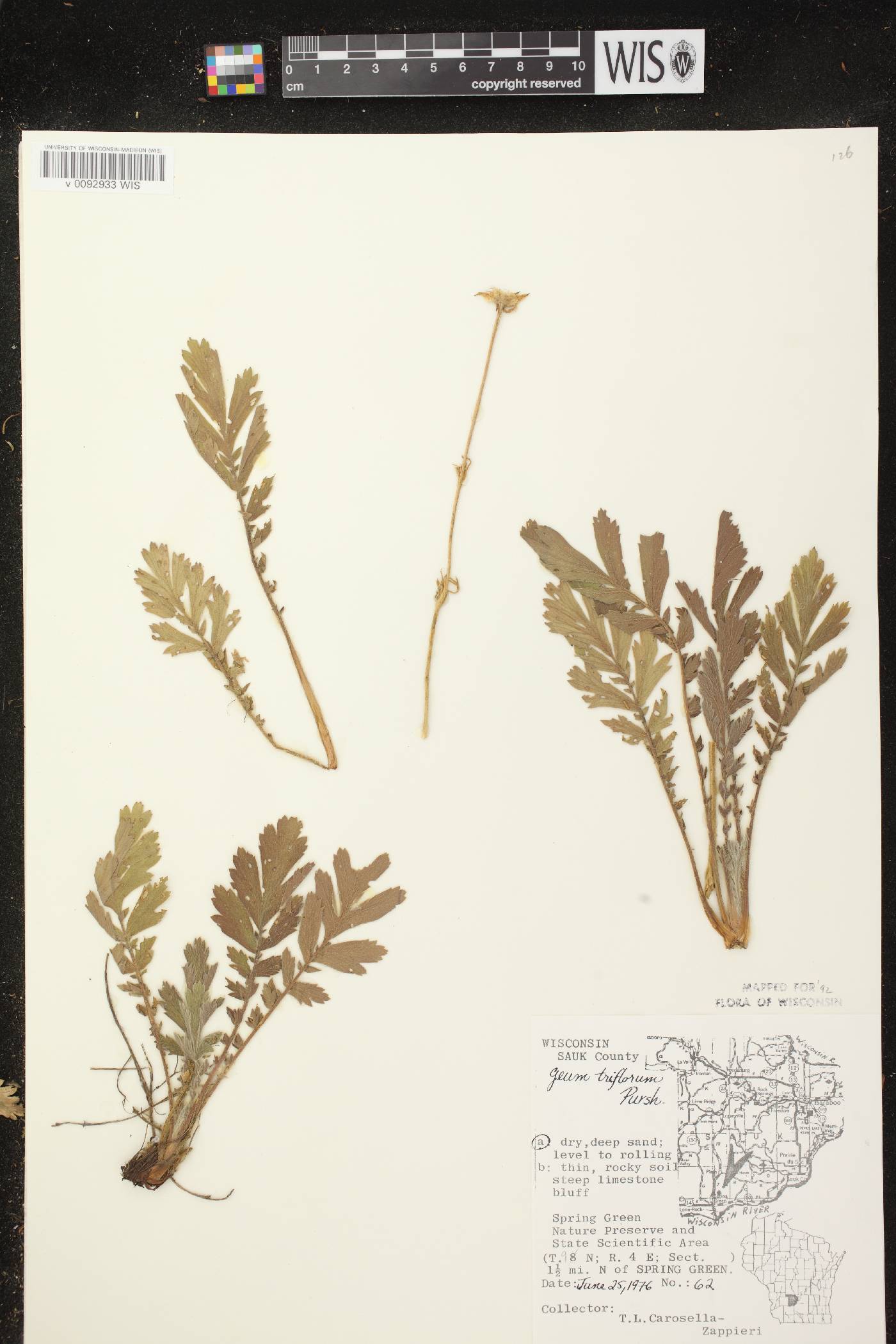 Geum triflorum var. triflorum image