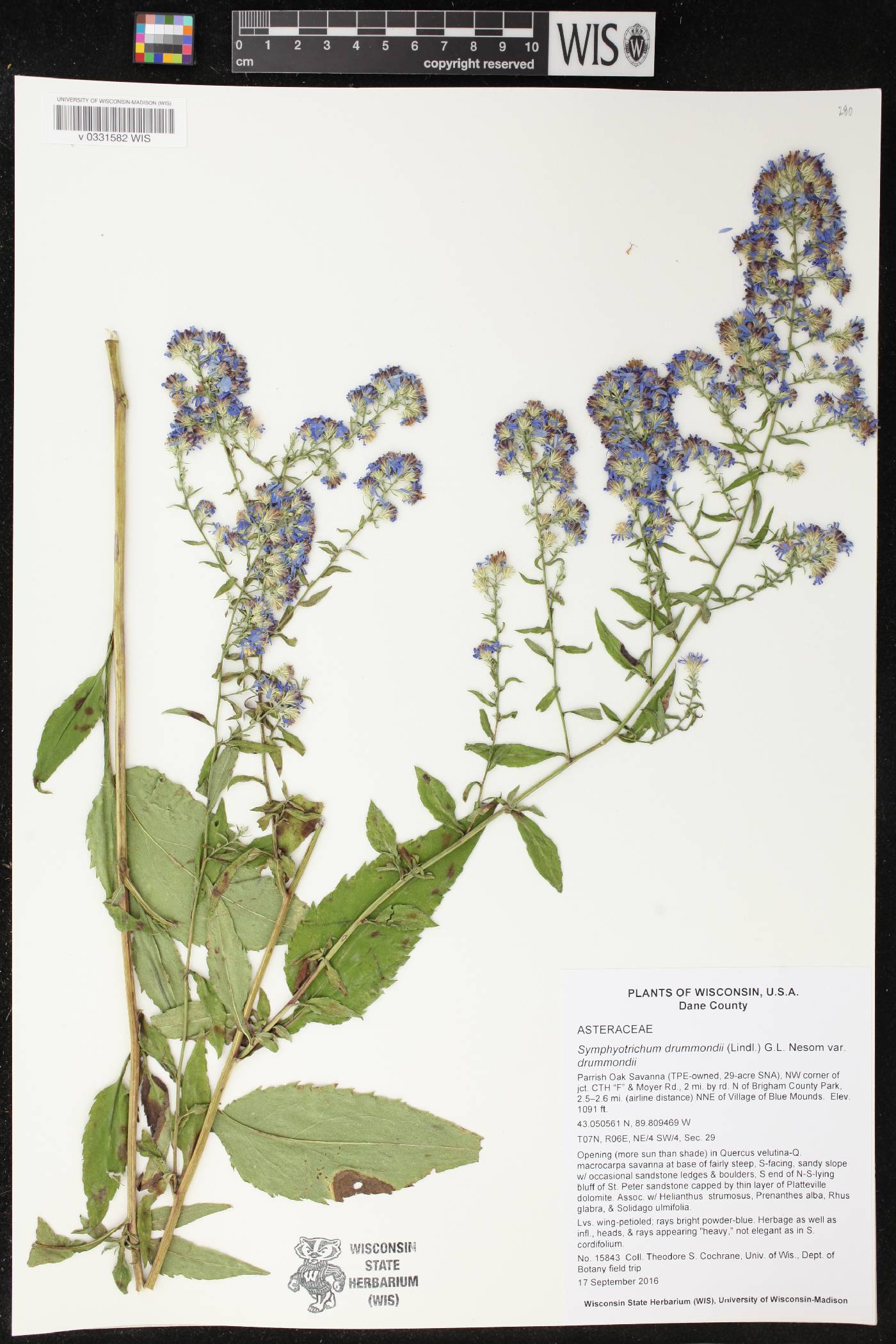 Symphyotrichum drummondii var. drummondii image