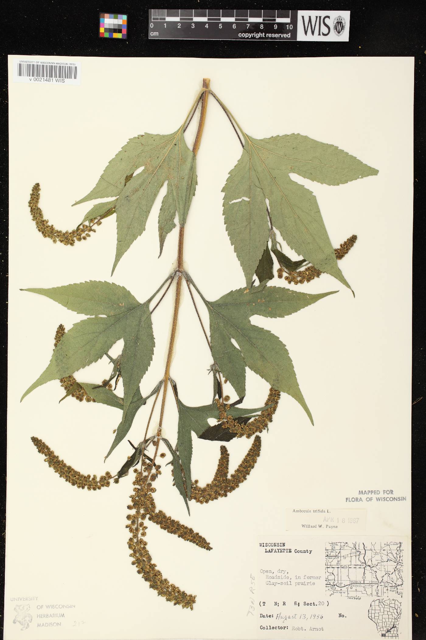 Ambrosia trifida image