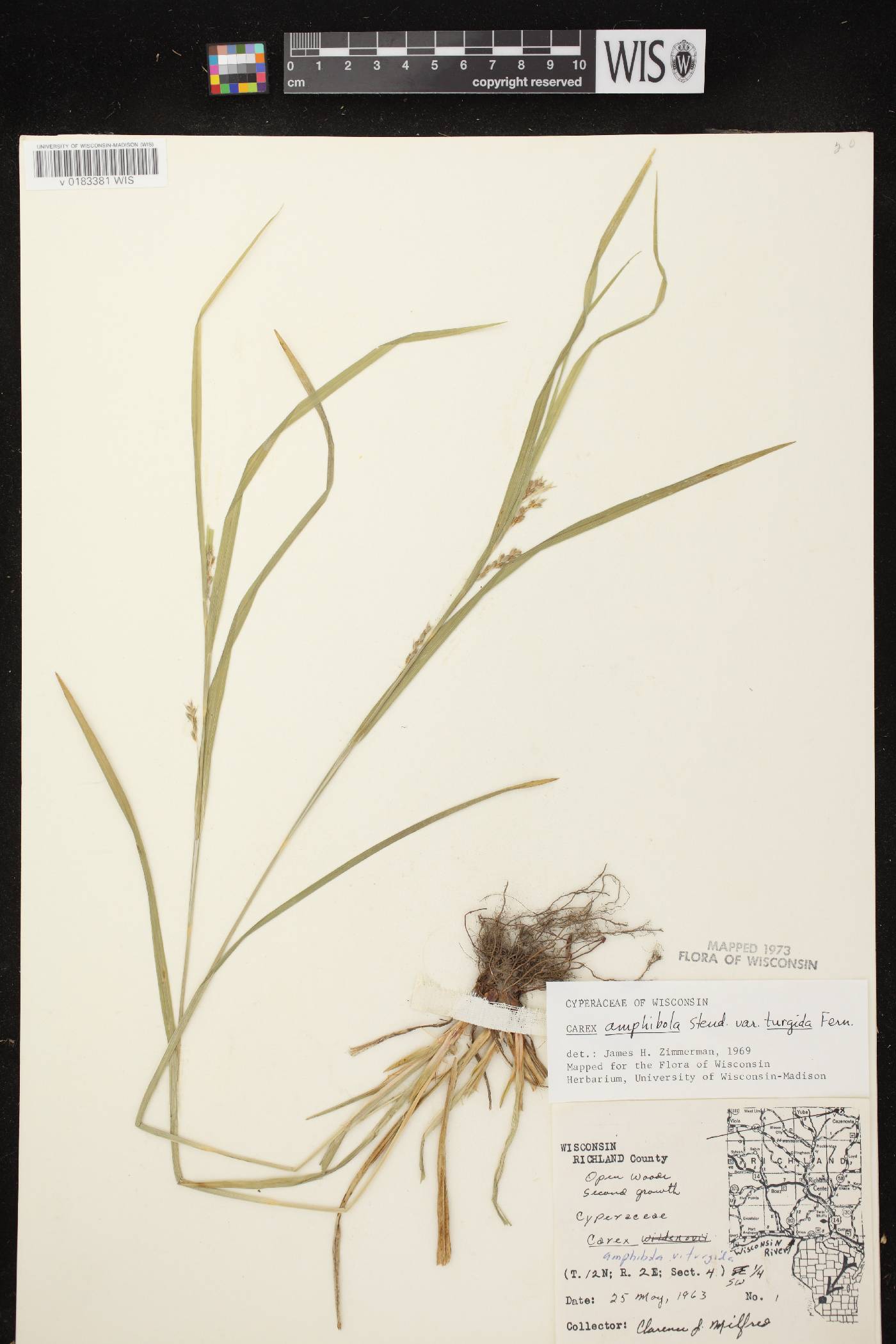 Carex grisea image