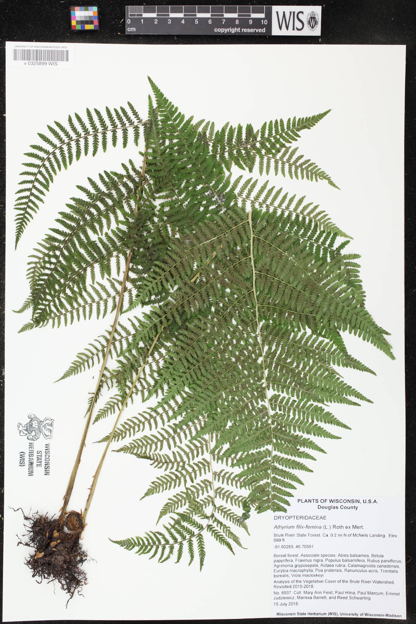 Athyrium filix-femina image