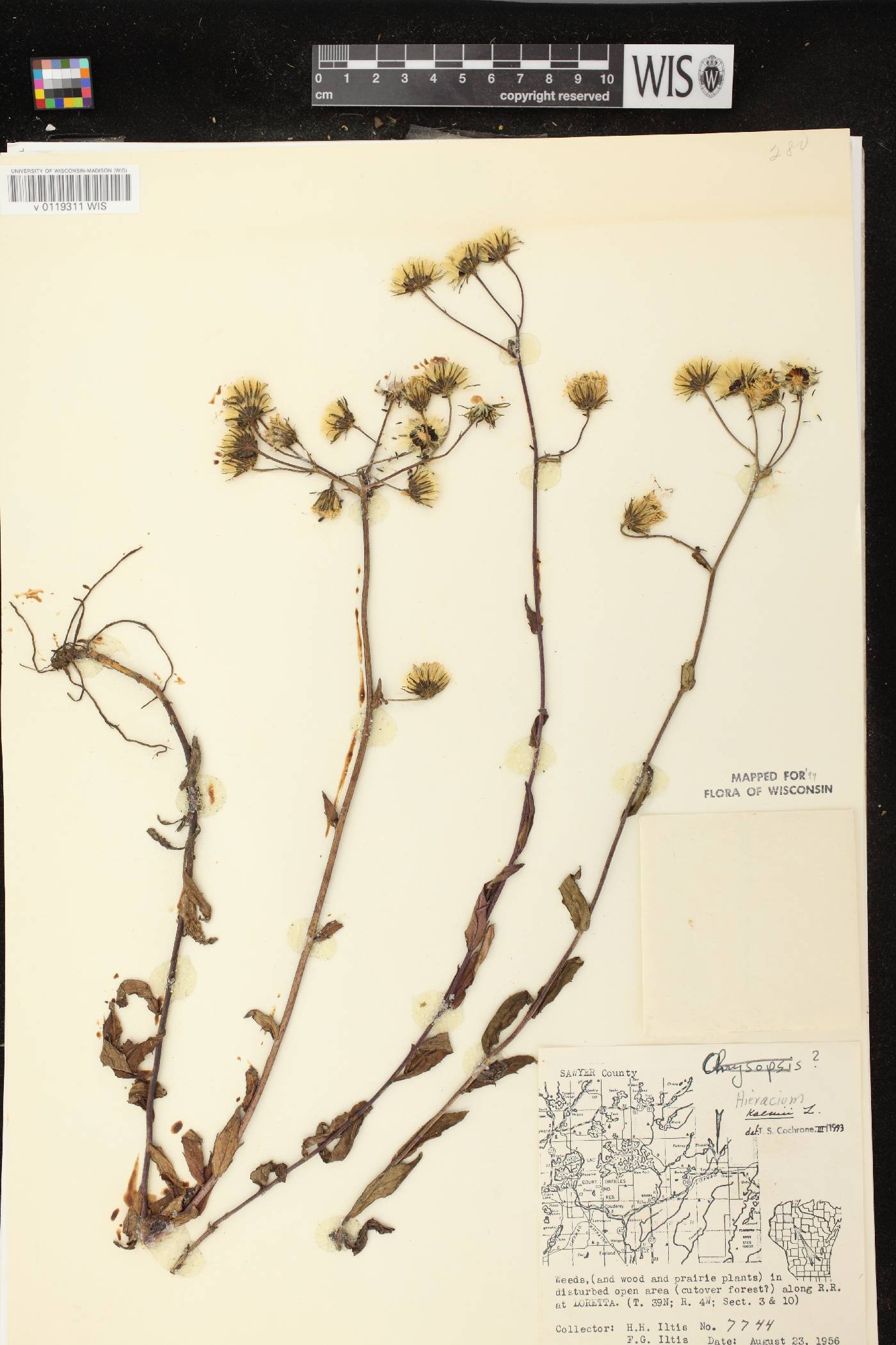Hieracium umbellatum image