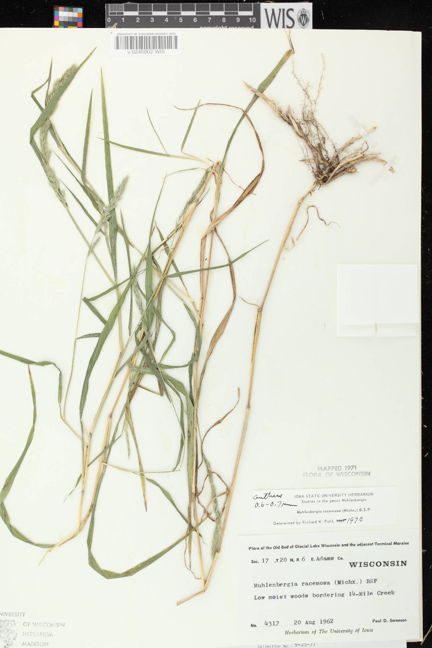 Muhlenbergia racemosa image