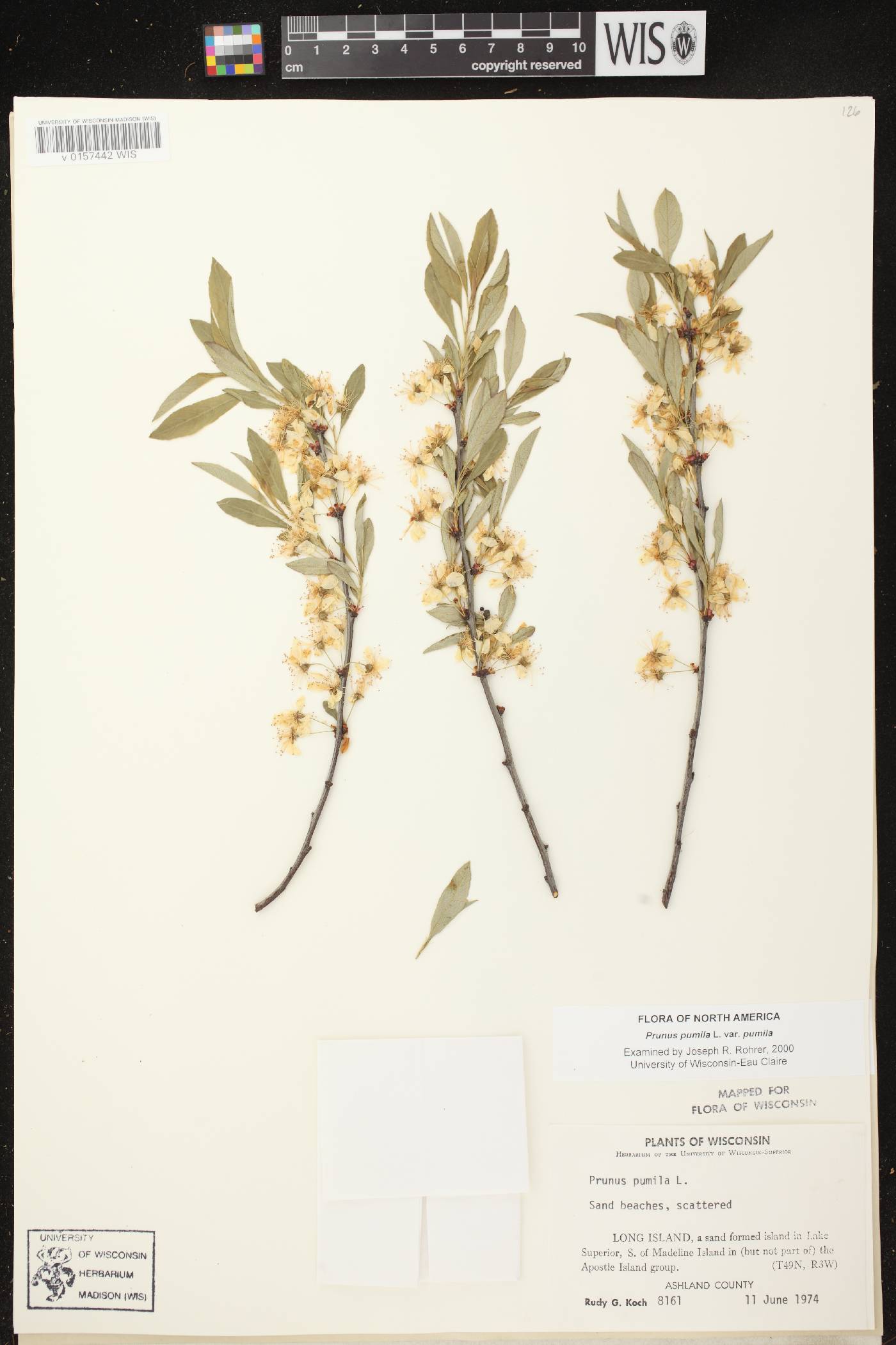 Prunus pumila image
