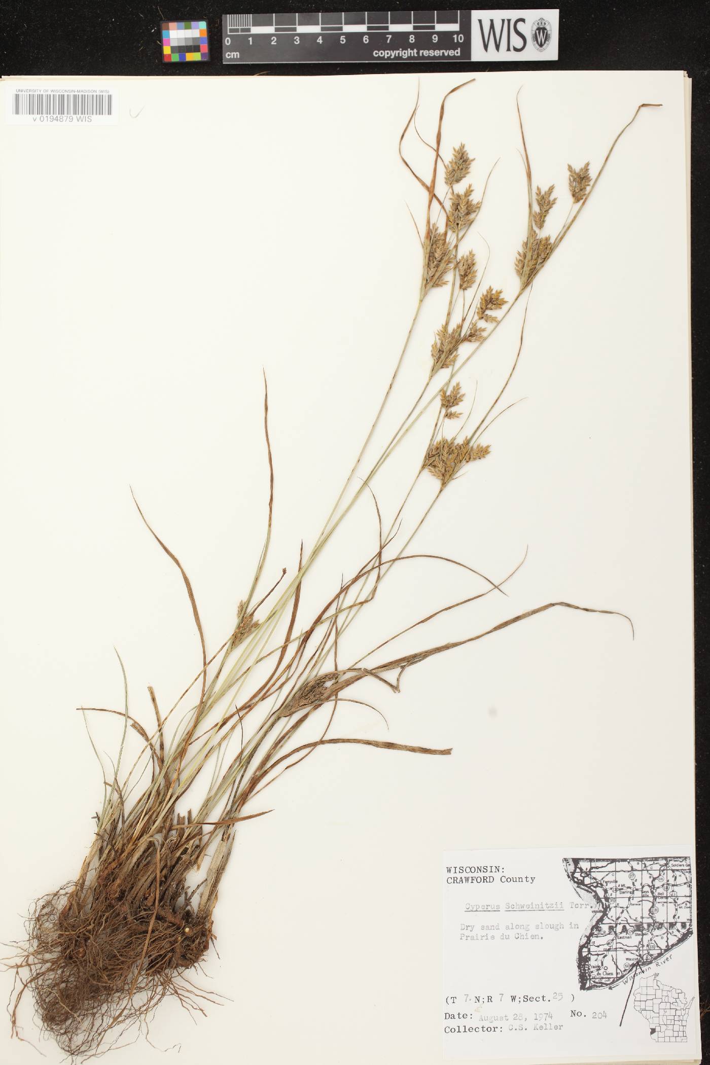 Cyperus schweinitzii image
