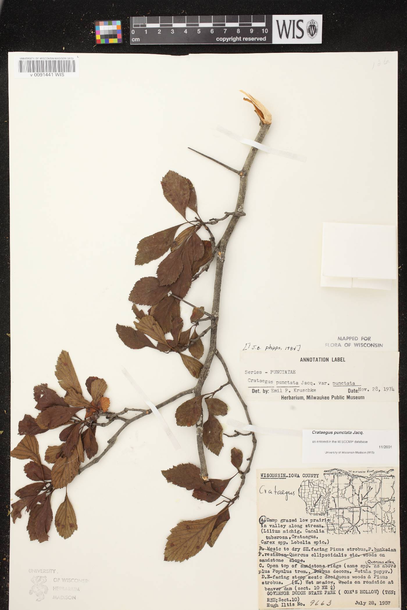 Crataegus punctata image
