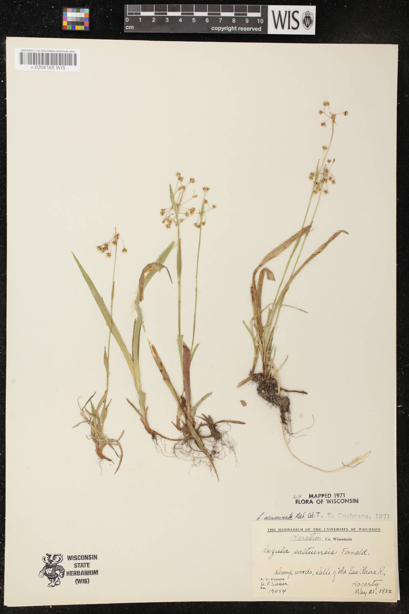 Luzula acuminata image