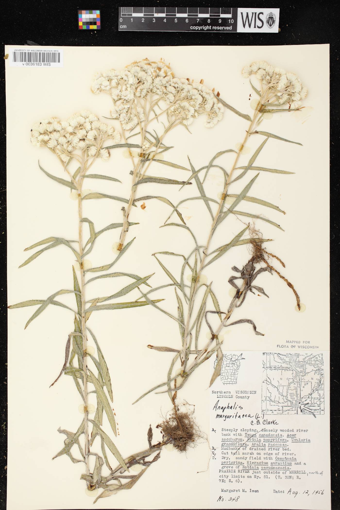 Anaphalis margaritacea image