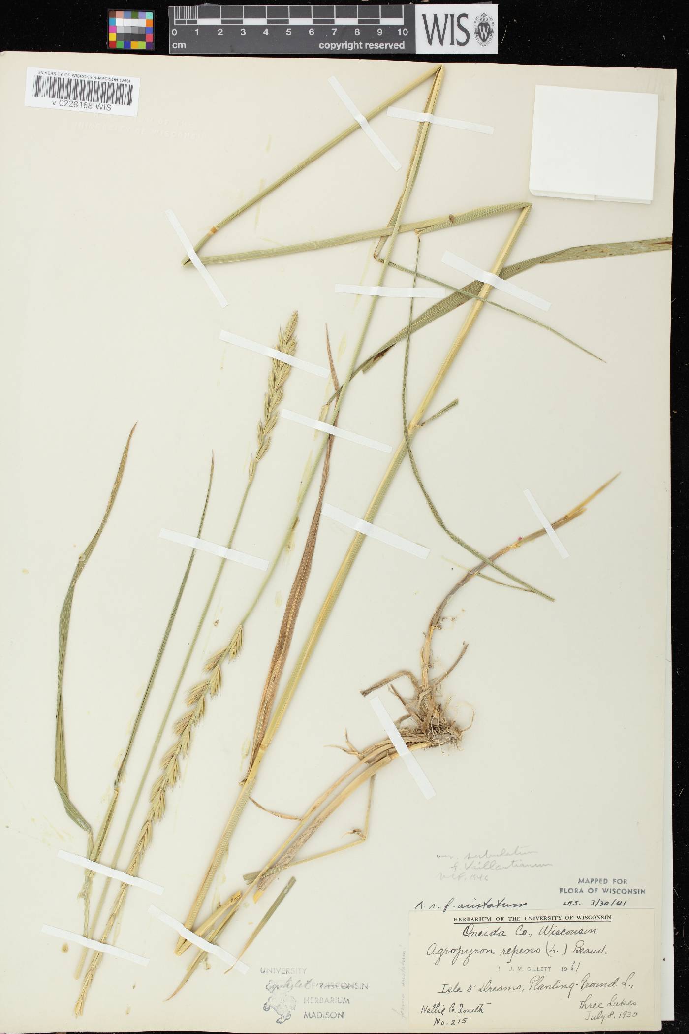 Elymus repens image