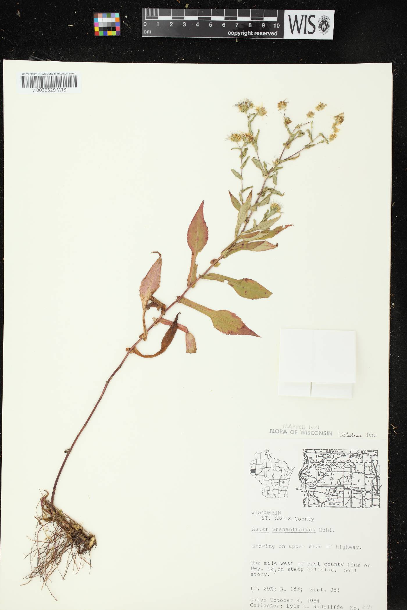Symphyotrichum prenanthoides image