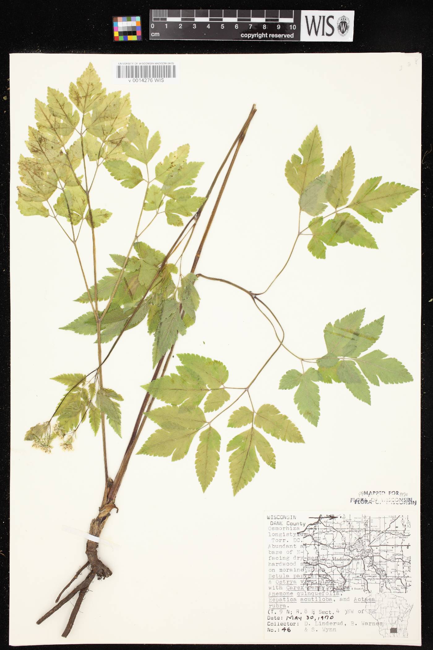 Osmorhiza longistylis image