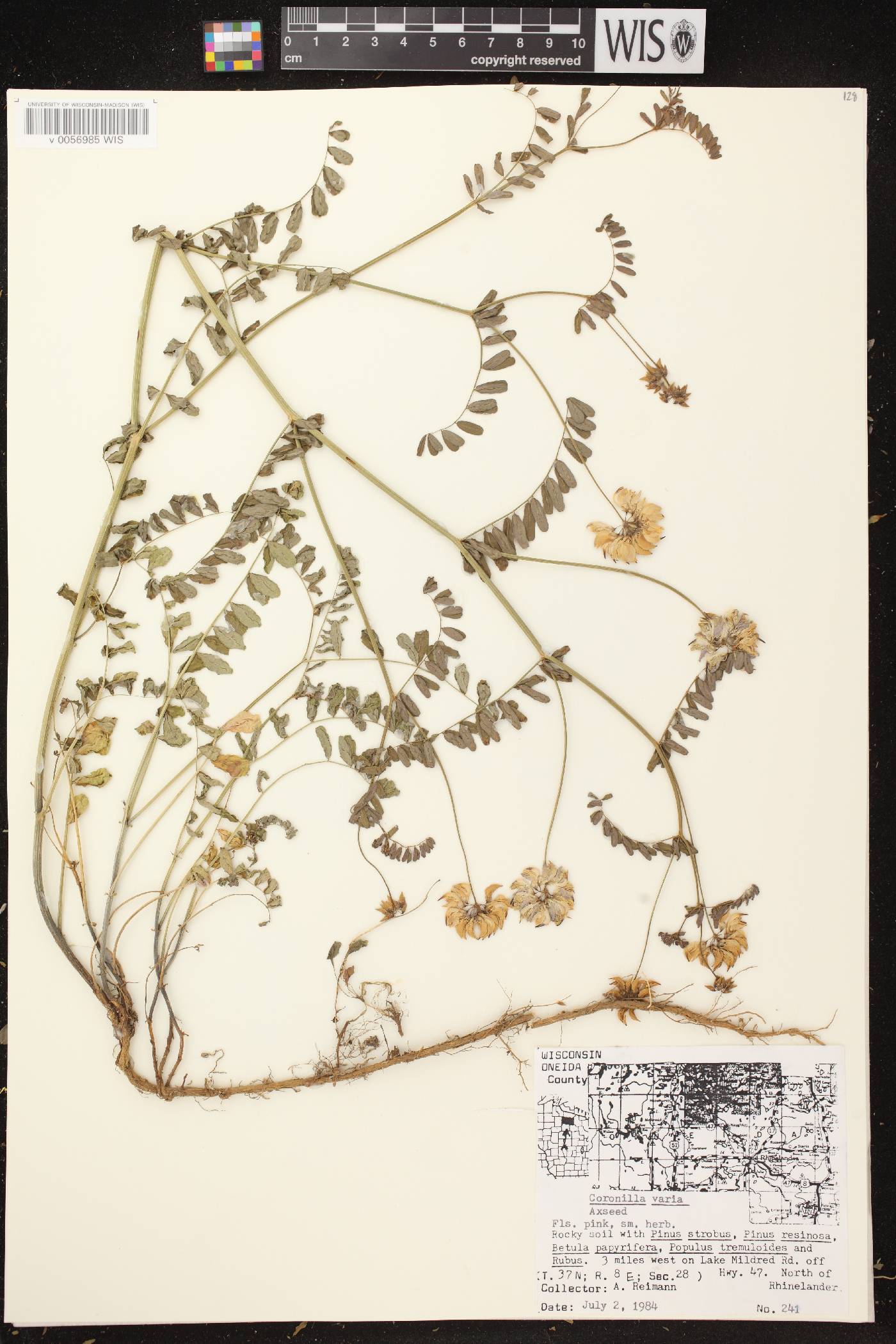 Securigera varia image