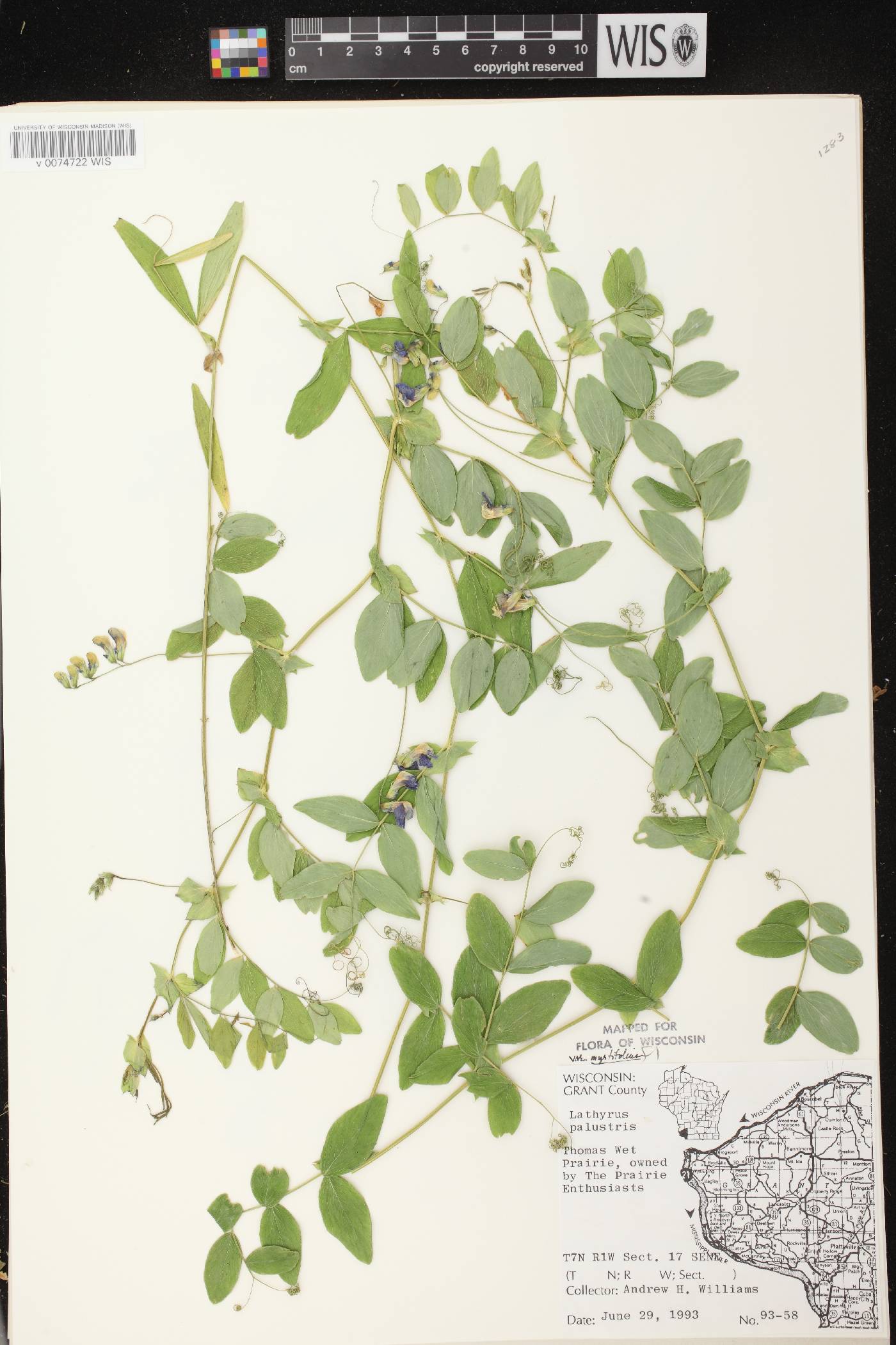 Lathyrus palustris image