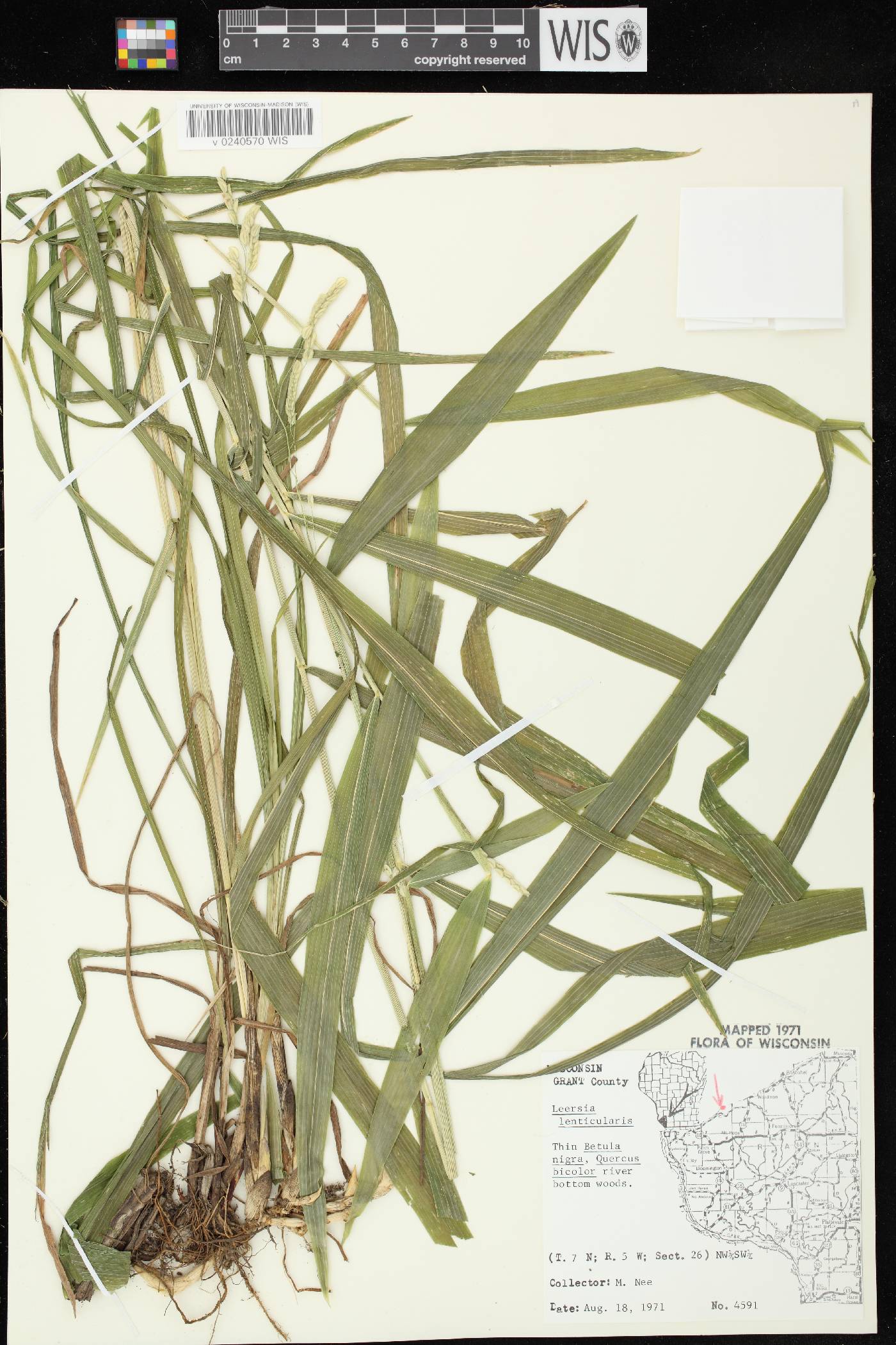 Leersia lenticularis image