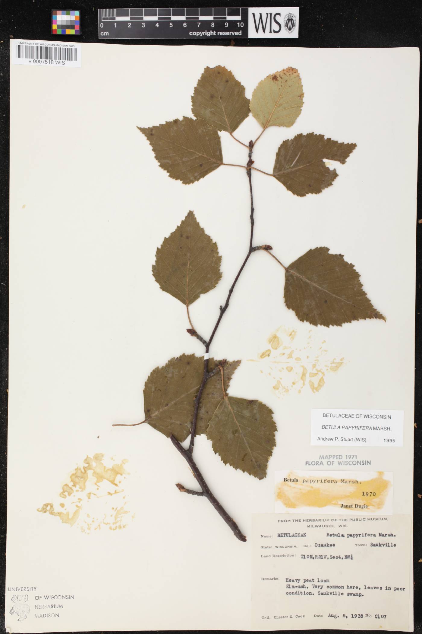 Betula papyrifera image
