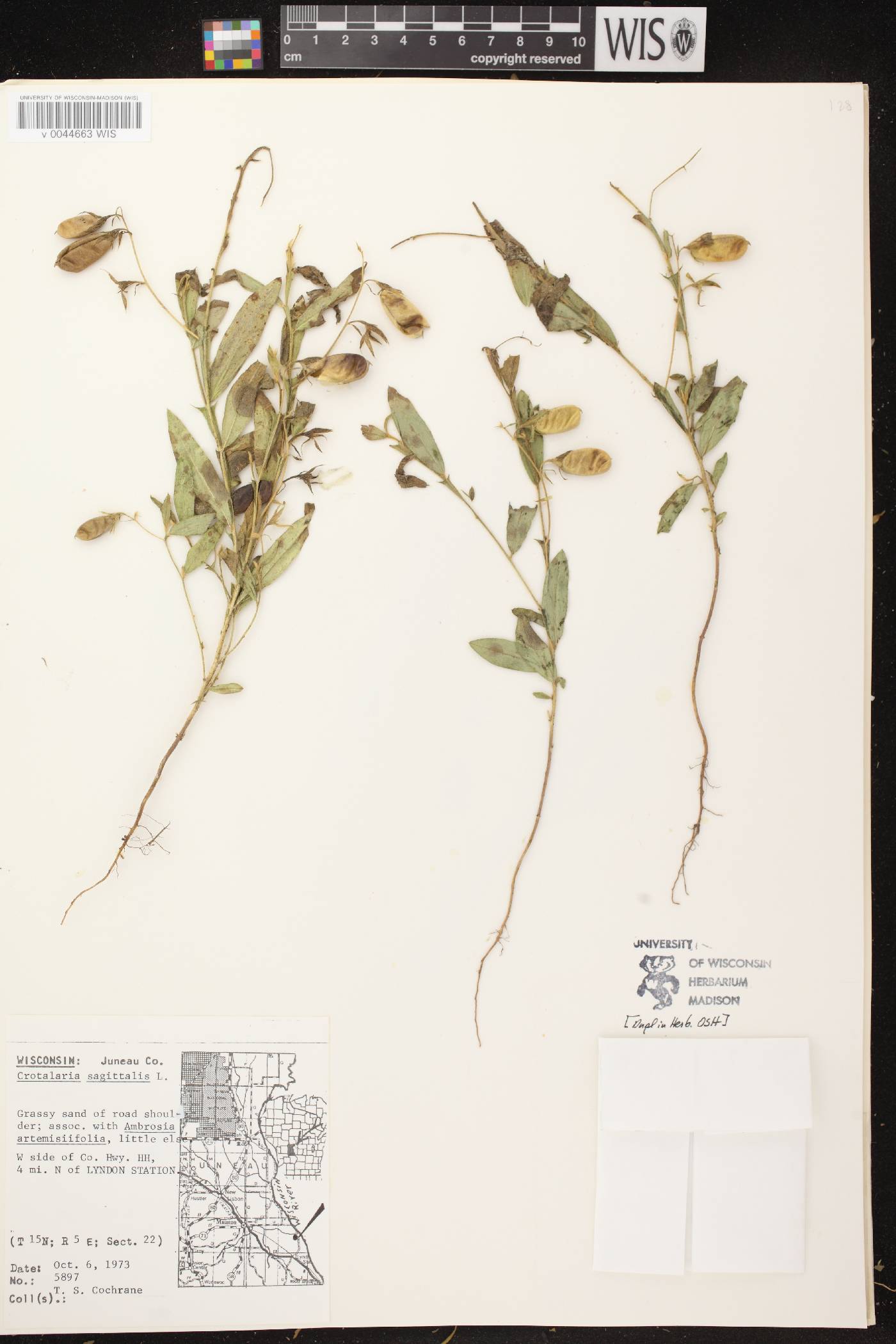 Crotalaria sagittalis image