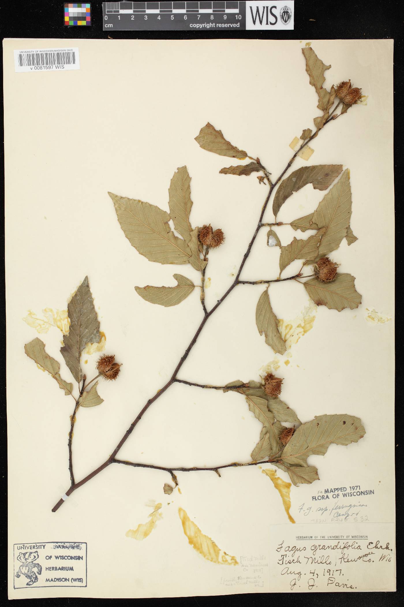 Fagus grandifolia image