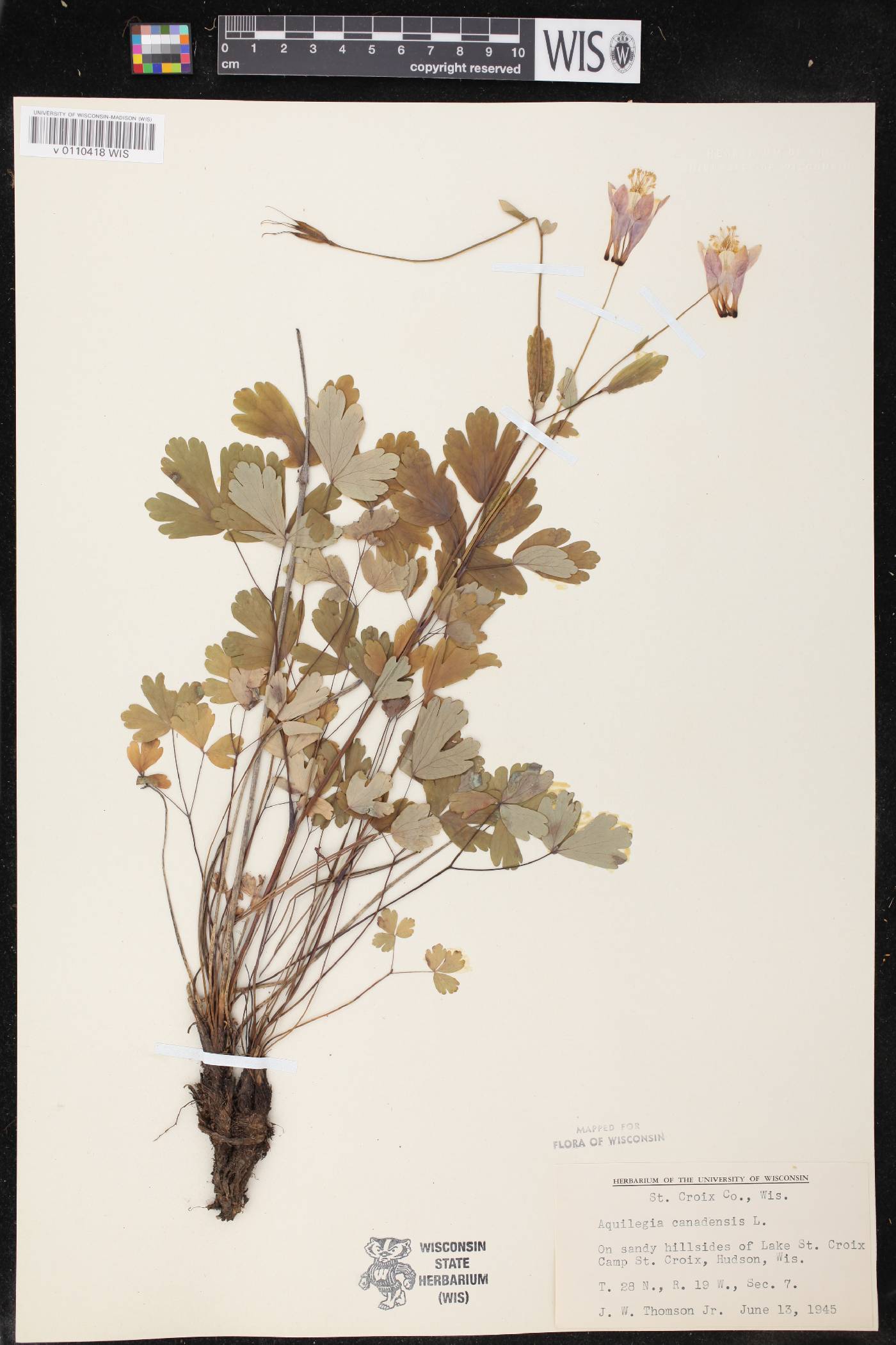Aquilegia canadensis image