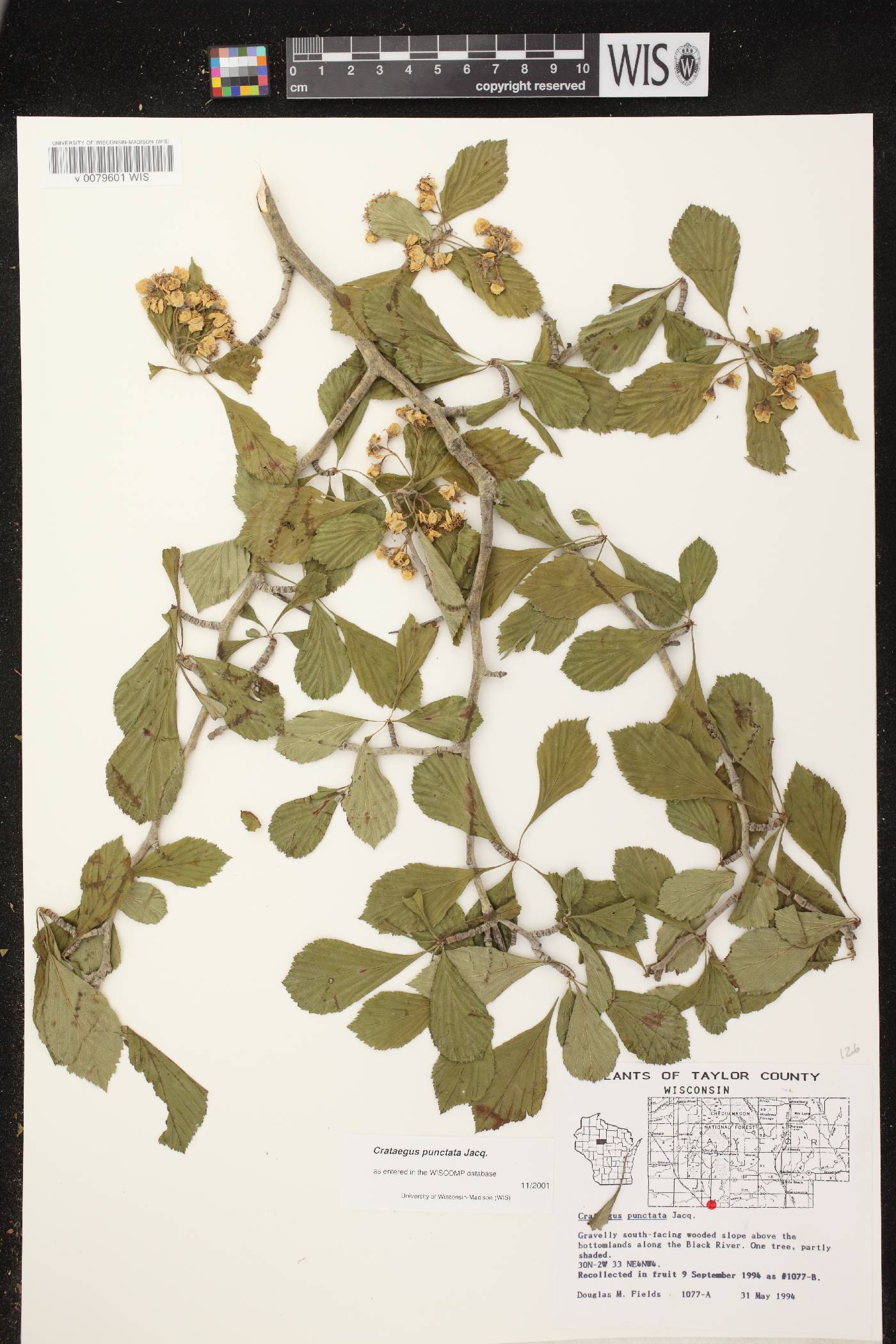 Crataegus punctata image
