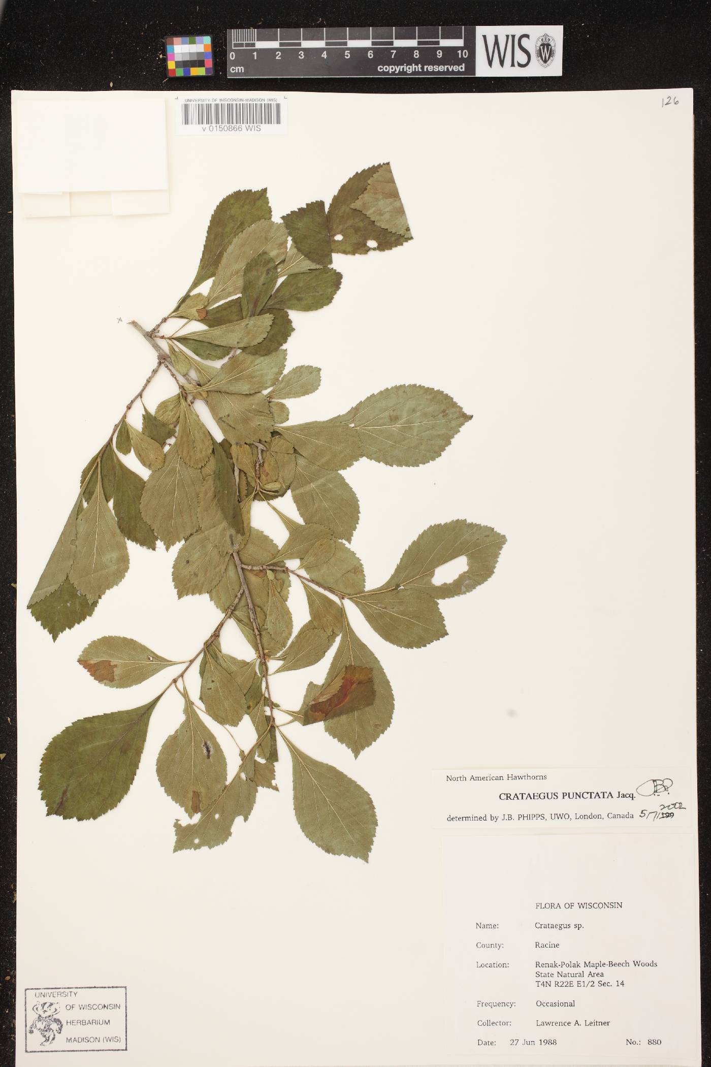 Crataegus punctata image