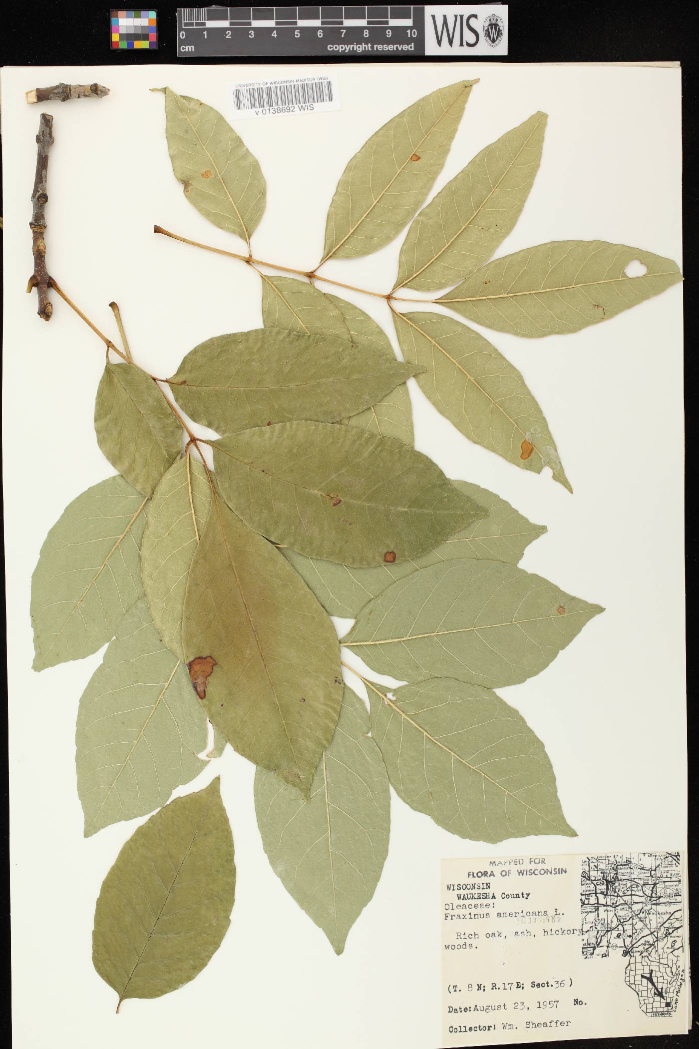 Fraxinus americana image