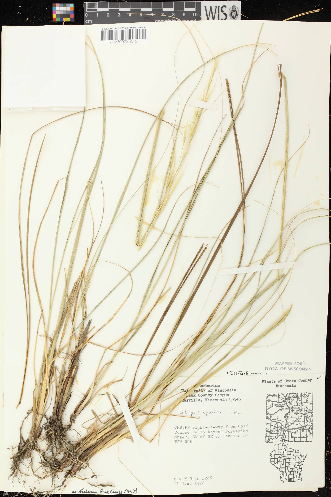 Hesperostipa spartea image