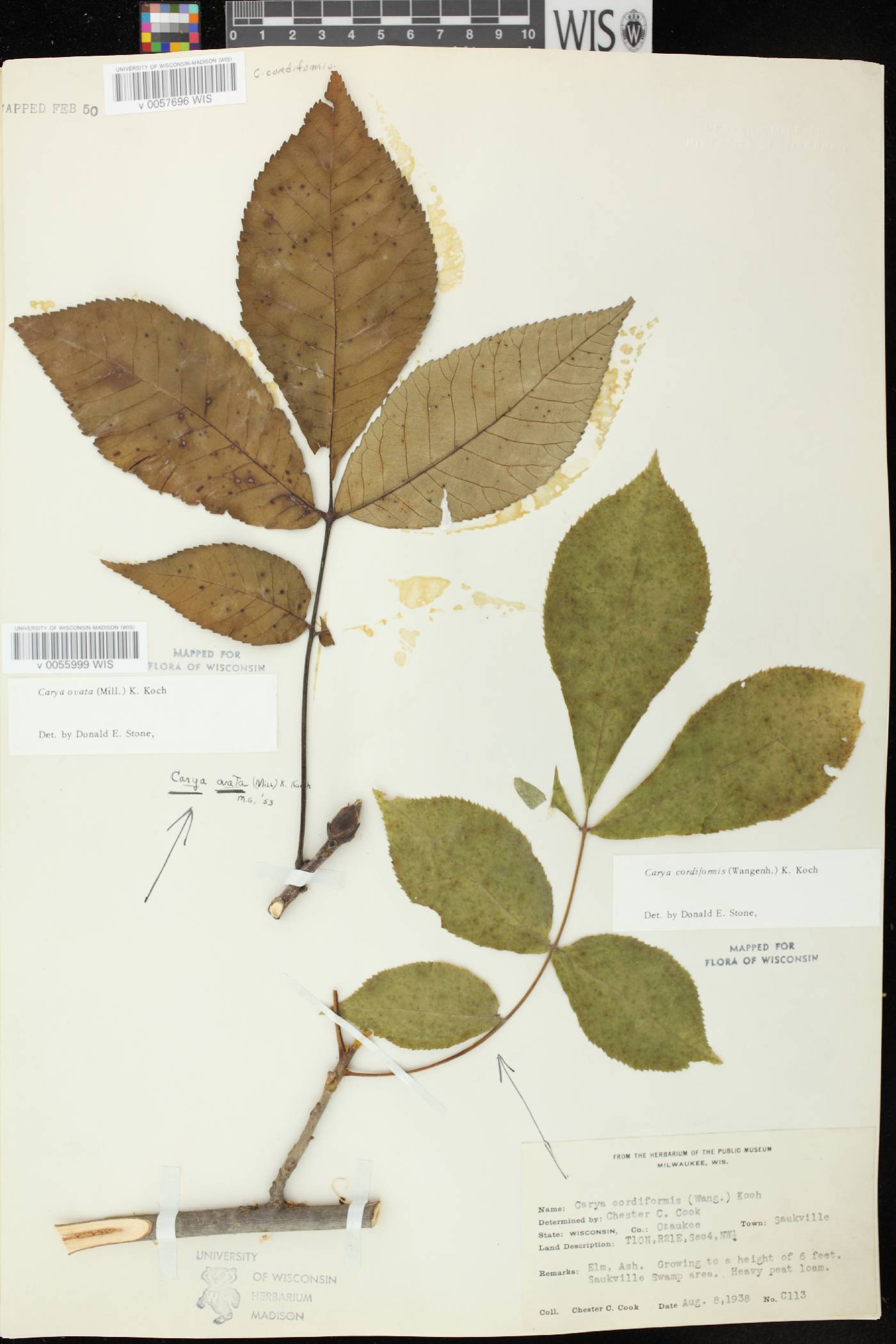 Carya cordiformis image