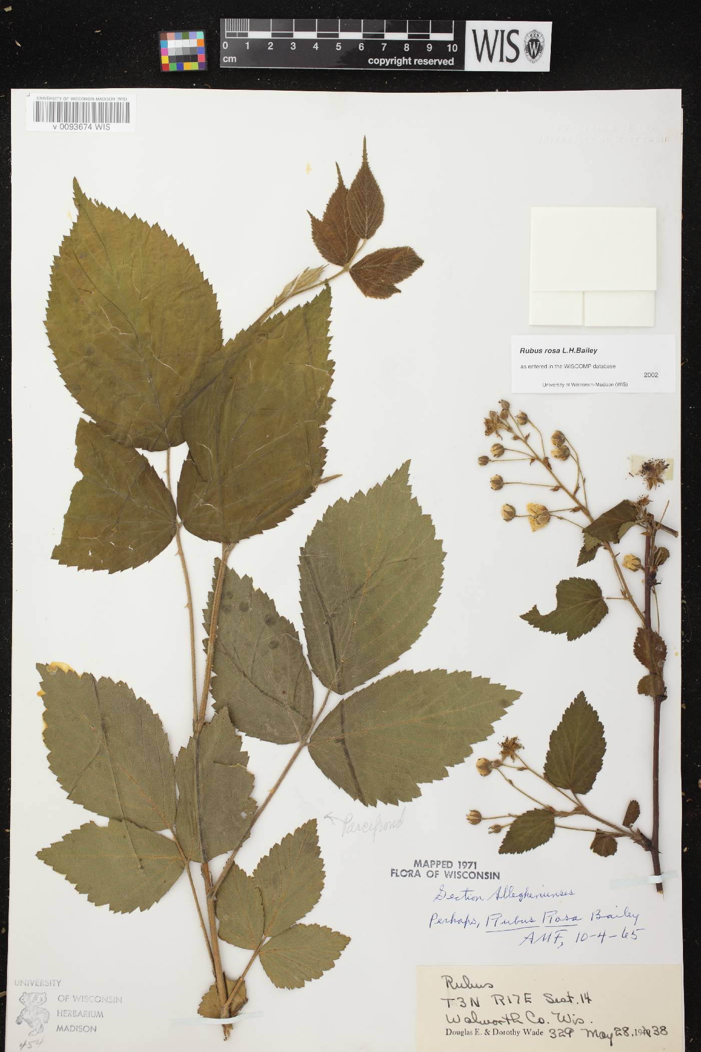 Rubus allegheniensis image