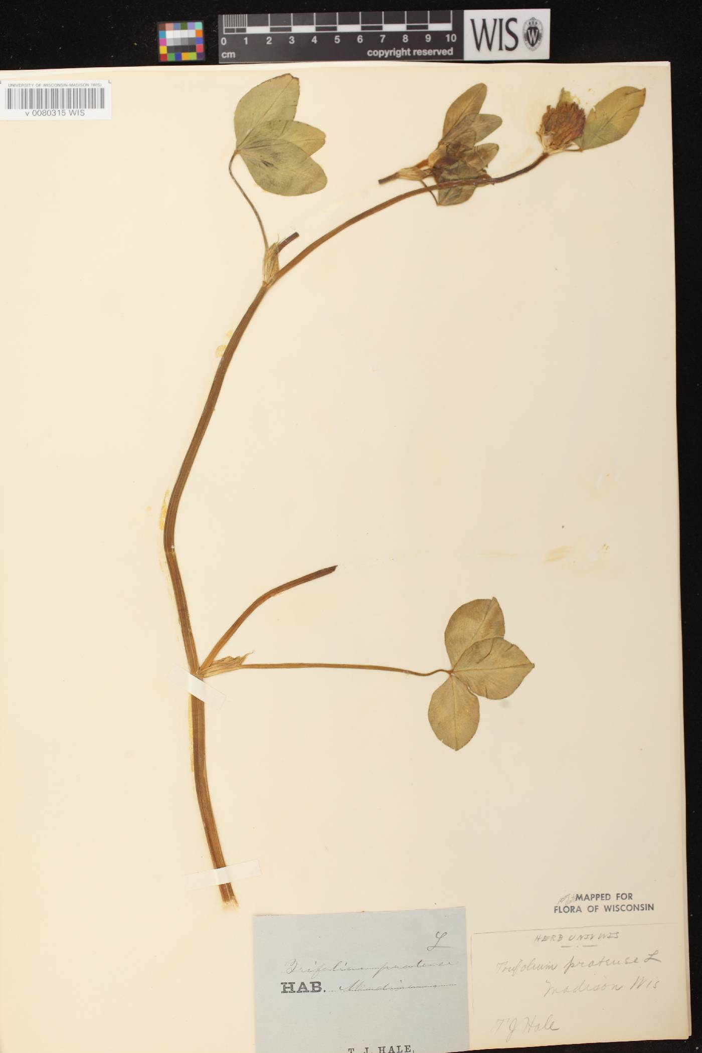Trifolium pratense image