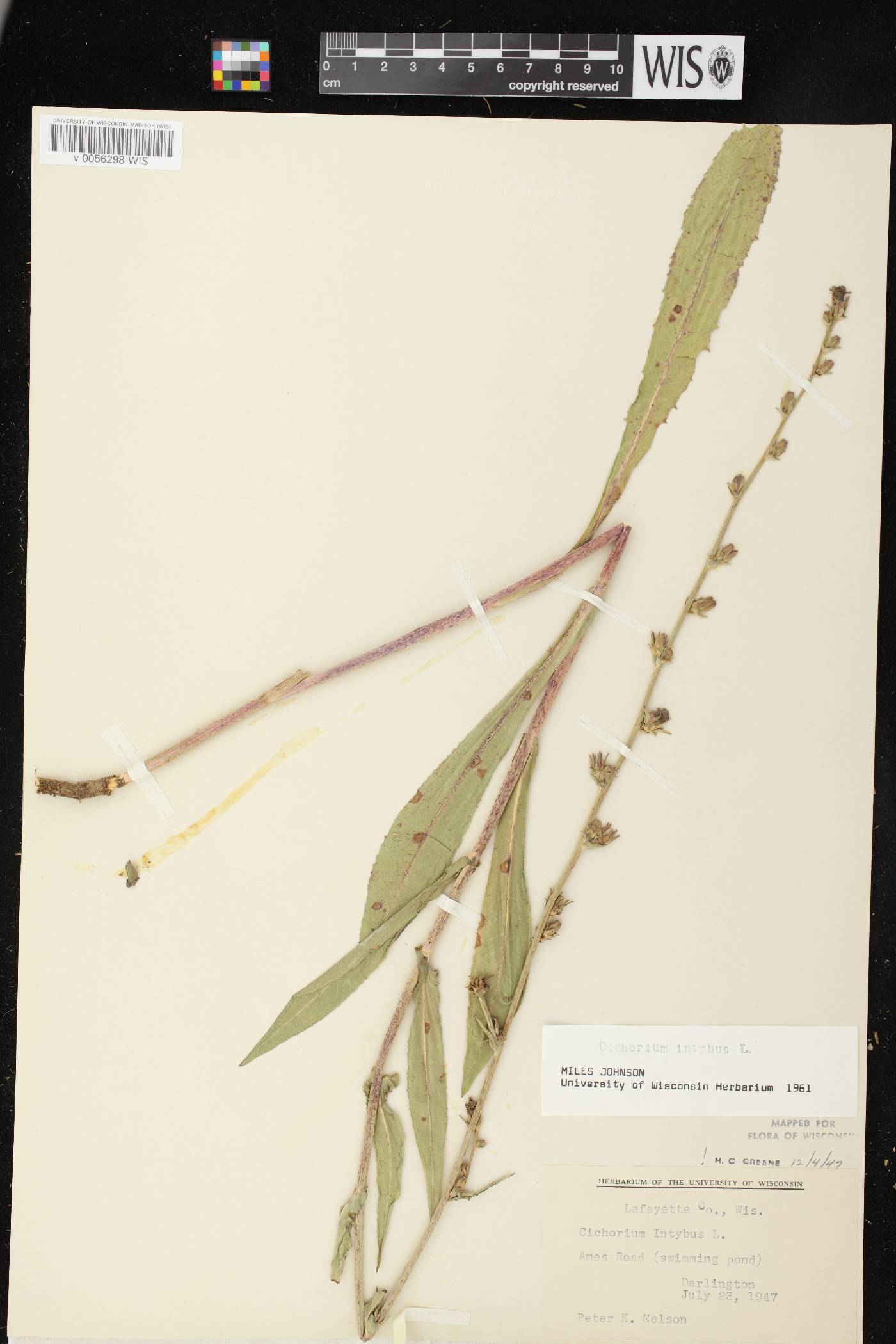 Cichorium intybus image