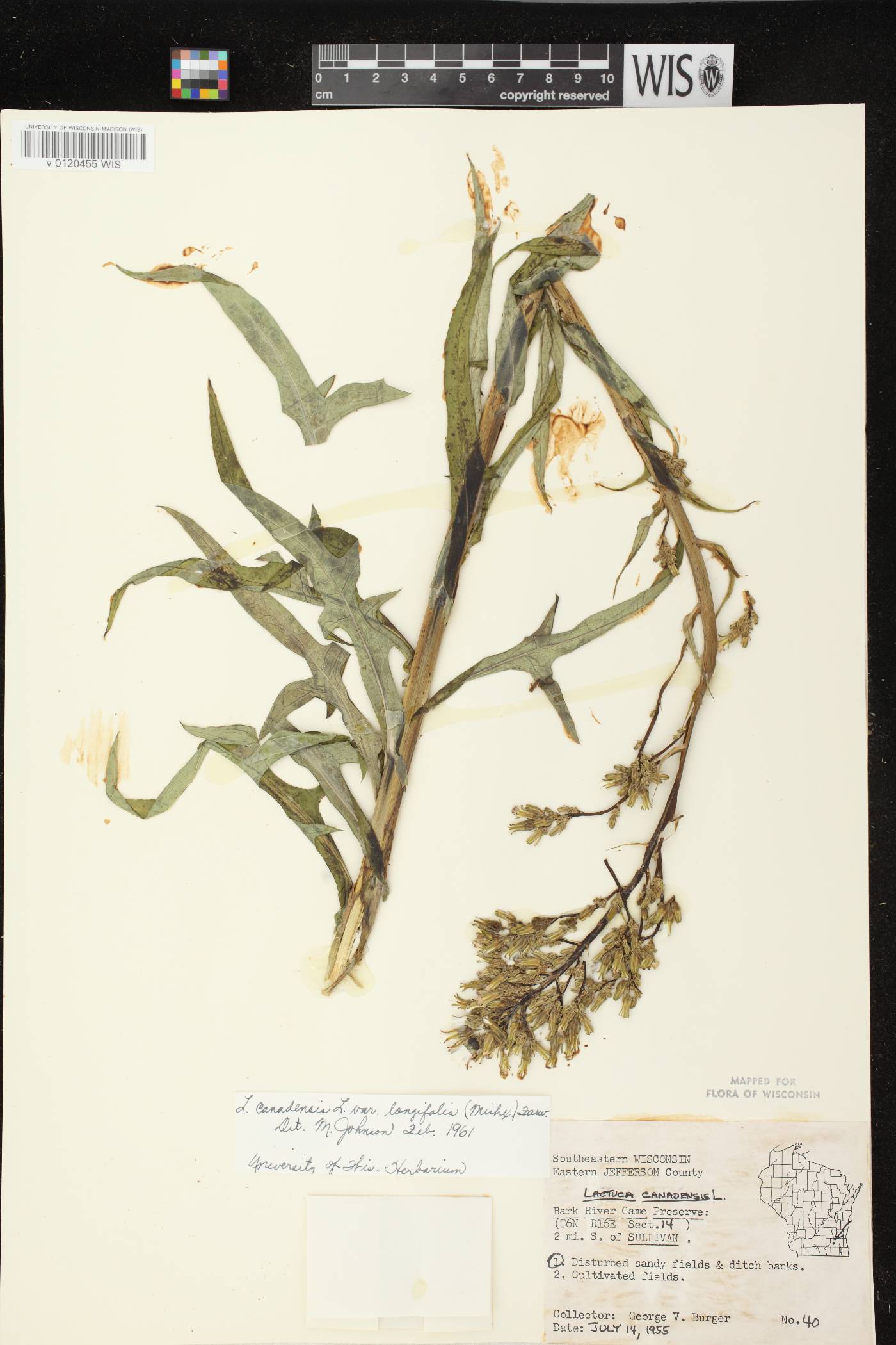 Lactuca canadensis image