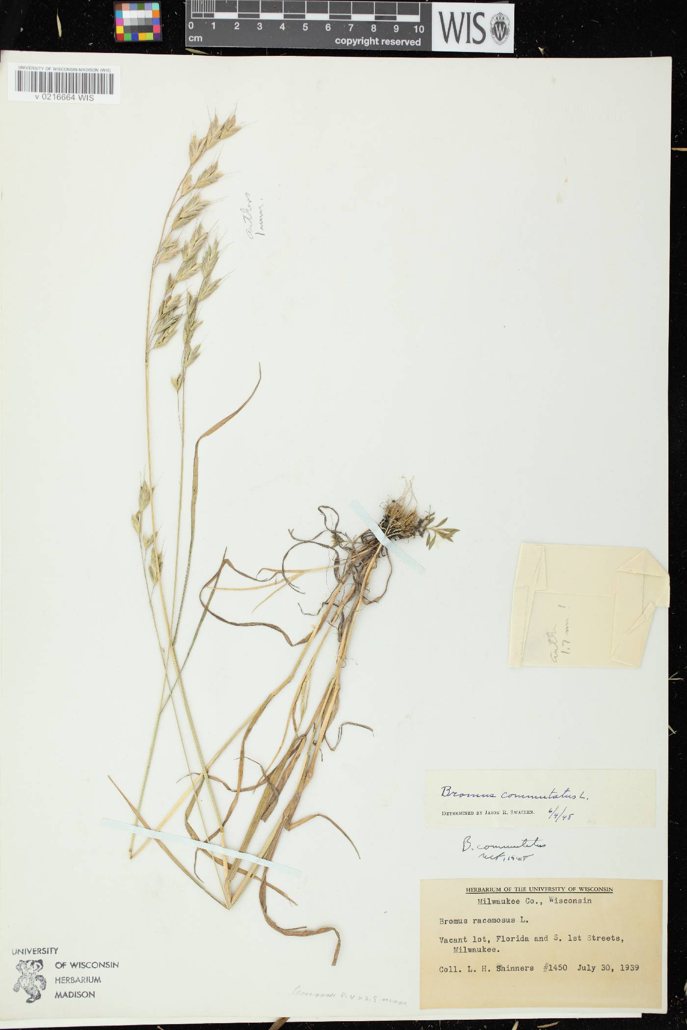 Bromus racemosus image