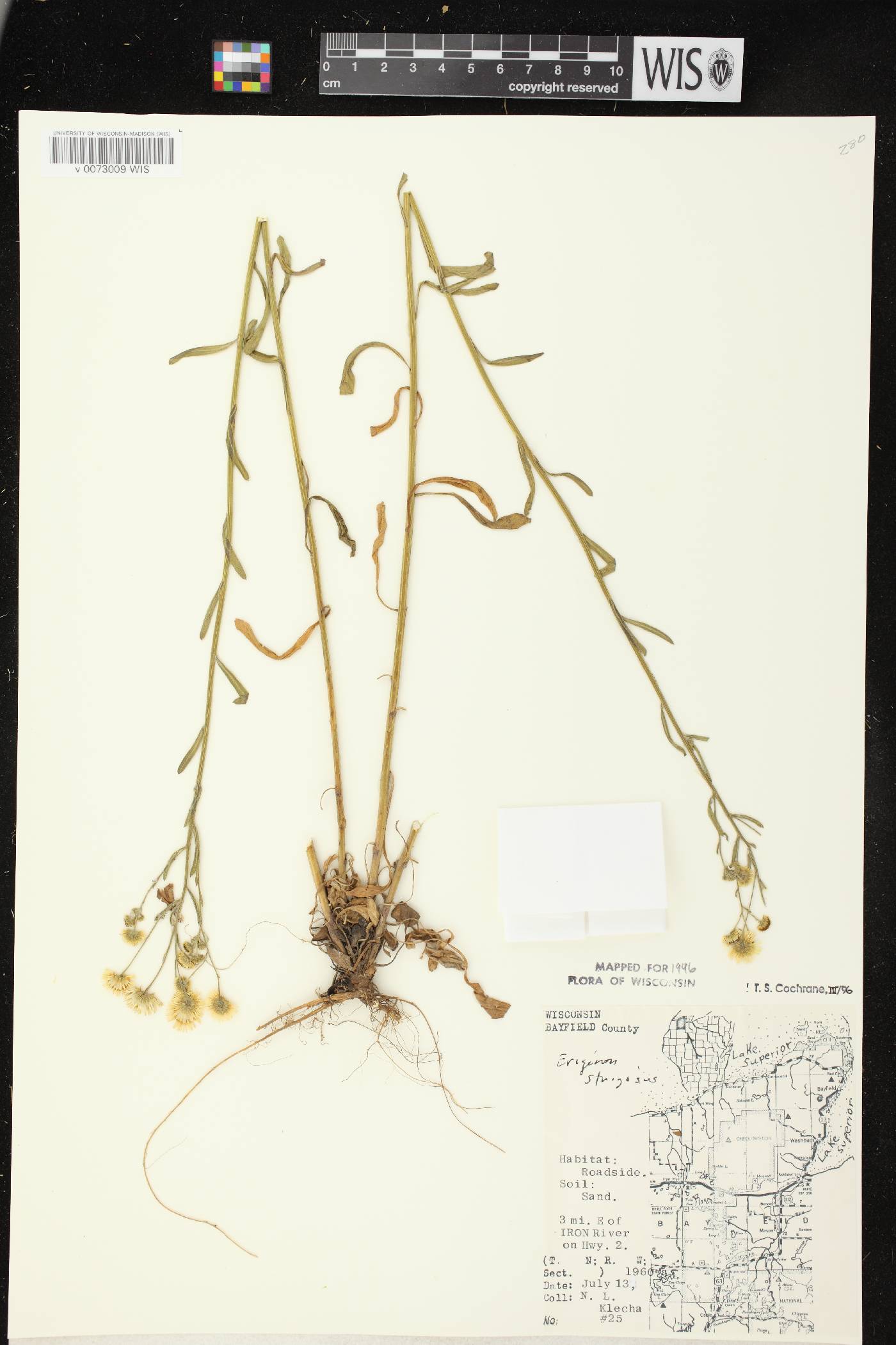 Erigeron strigosus image