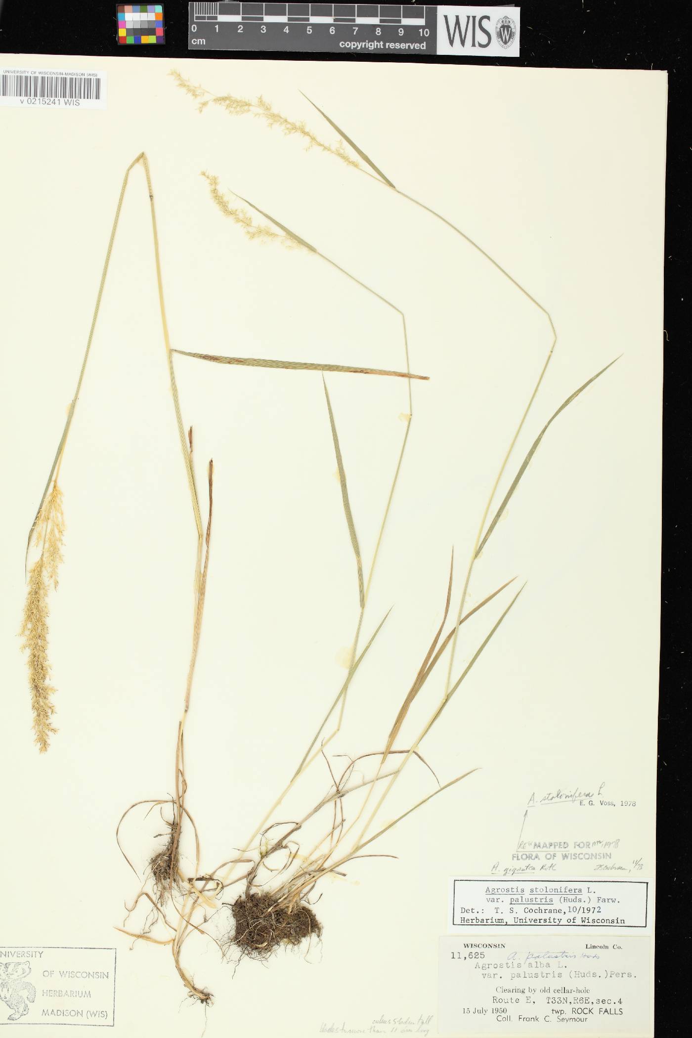 Agrostis stolonifera image