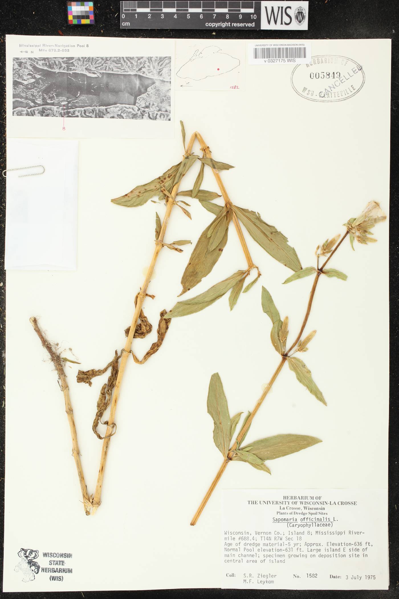 Saponaria officinalis image