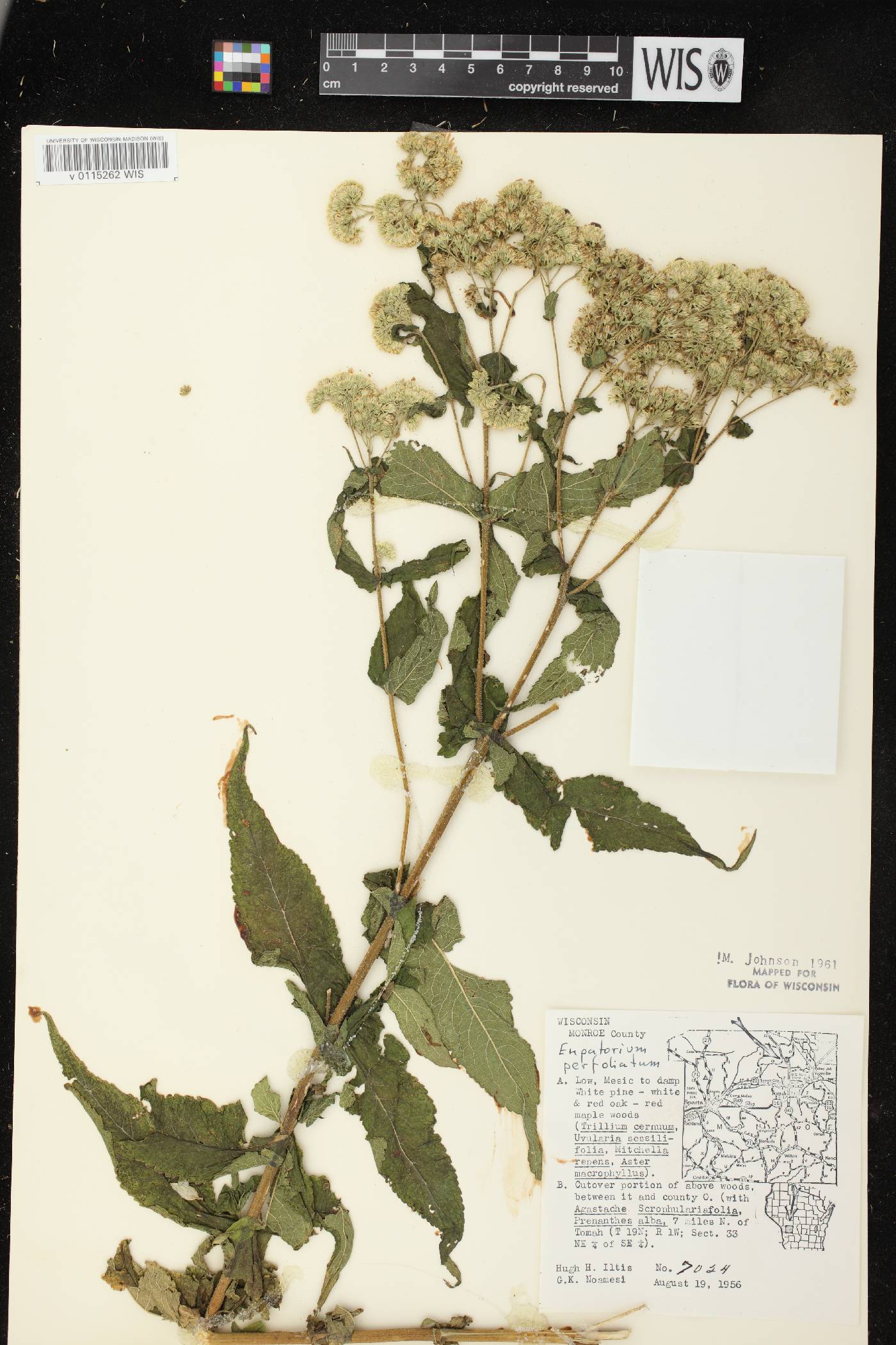 Eupatorium perfoliatum image