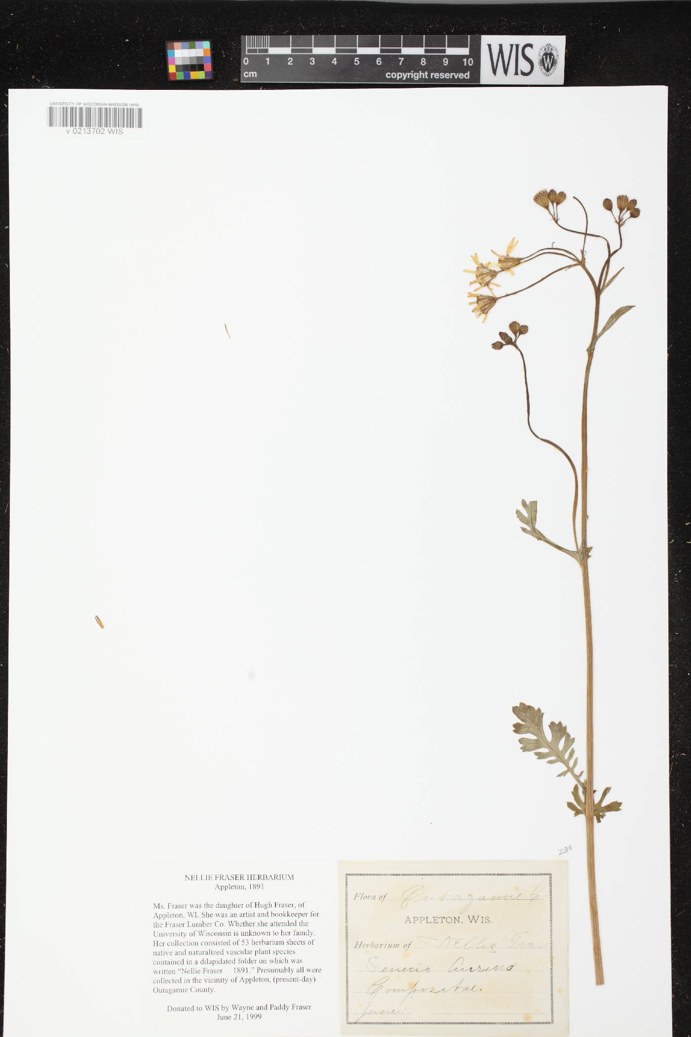 Packera aurea image