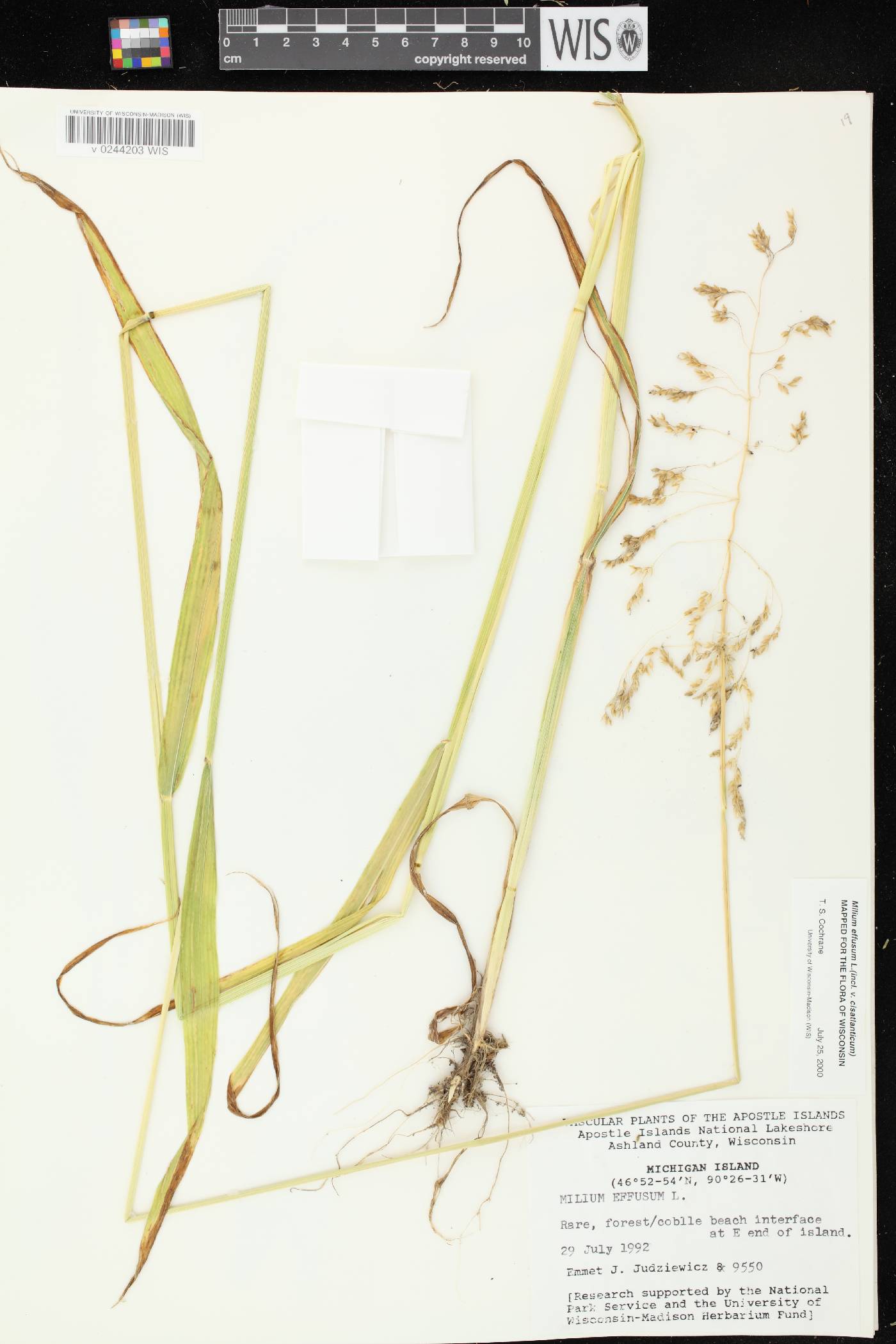 Milium effusum image