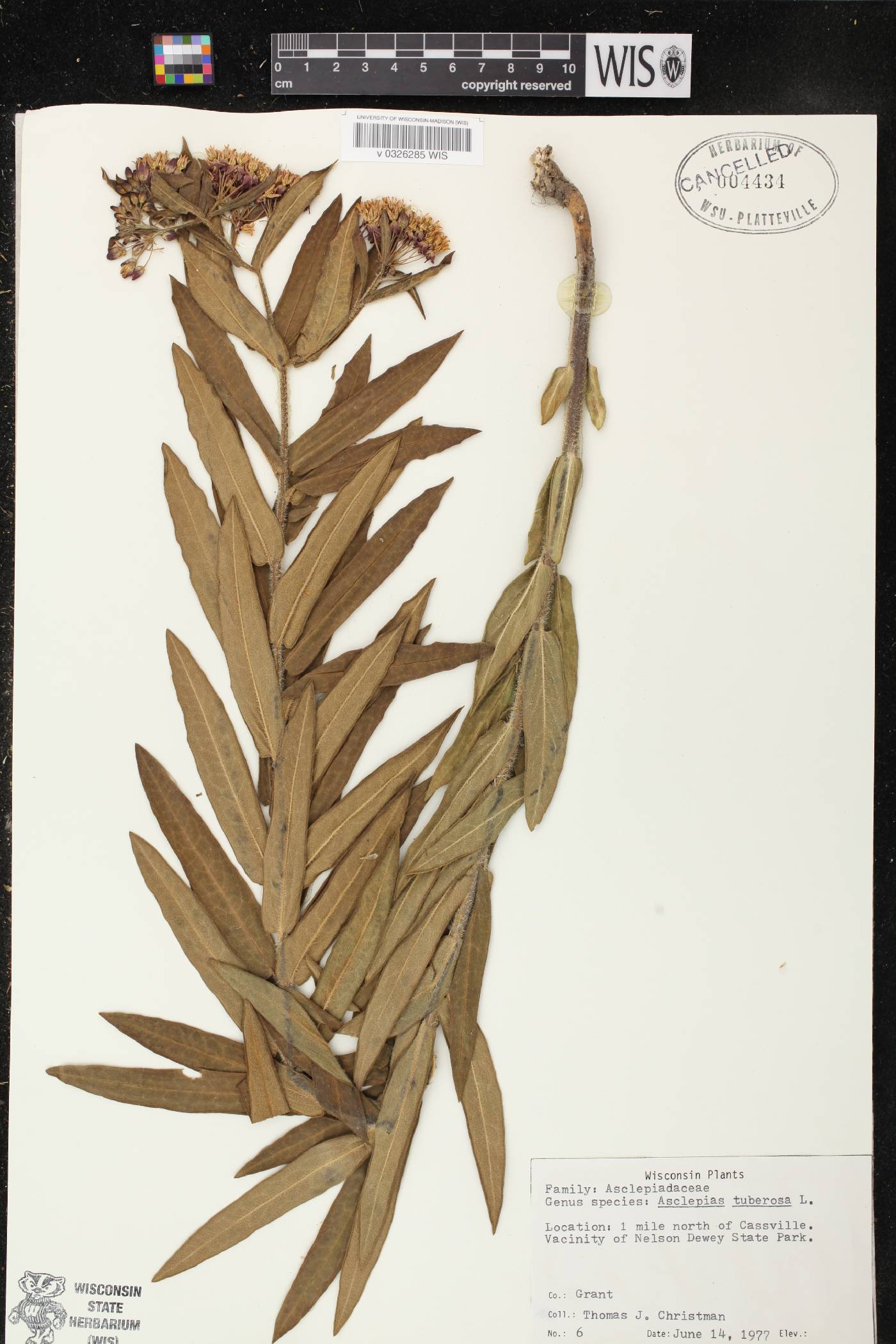 Asclepias tuberosa image
