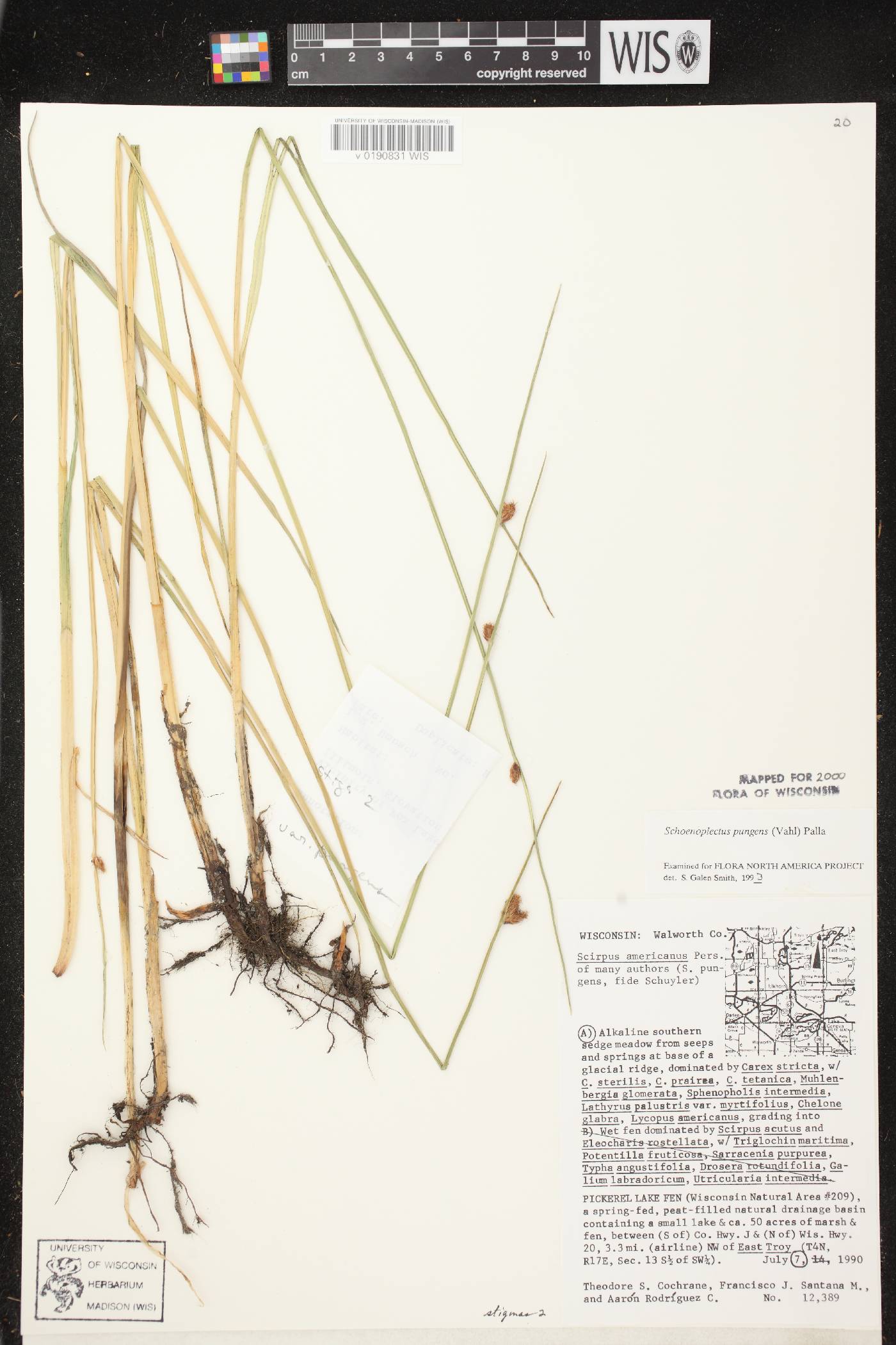 Schoenoplectus pungens image