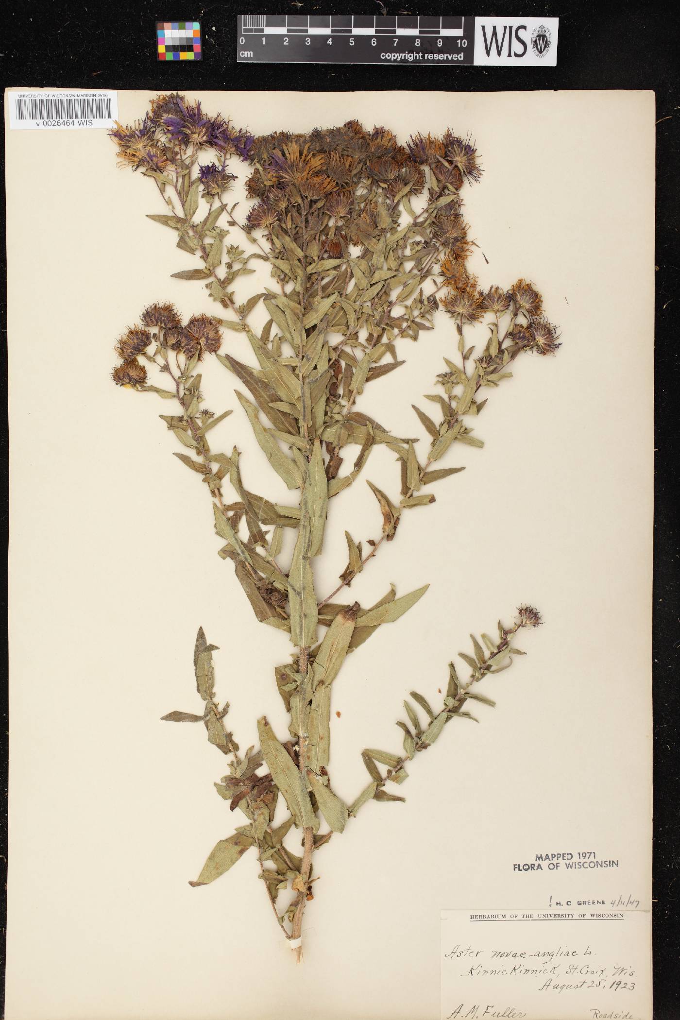 Symphyotrichum novae-angliae image