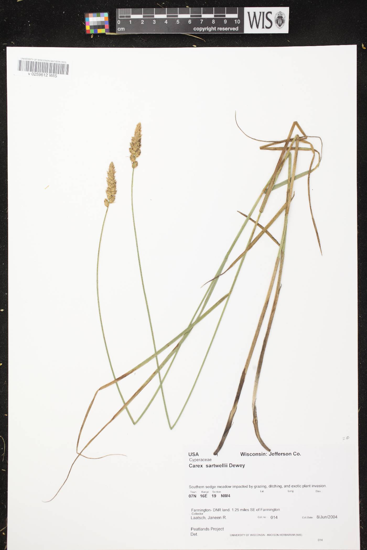 Carex sartwellii image