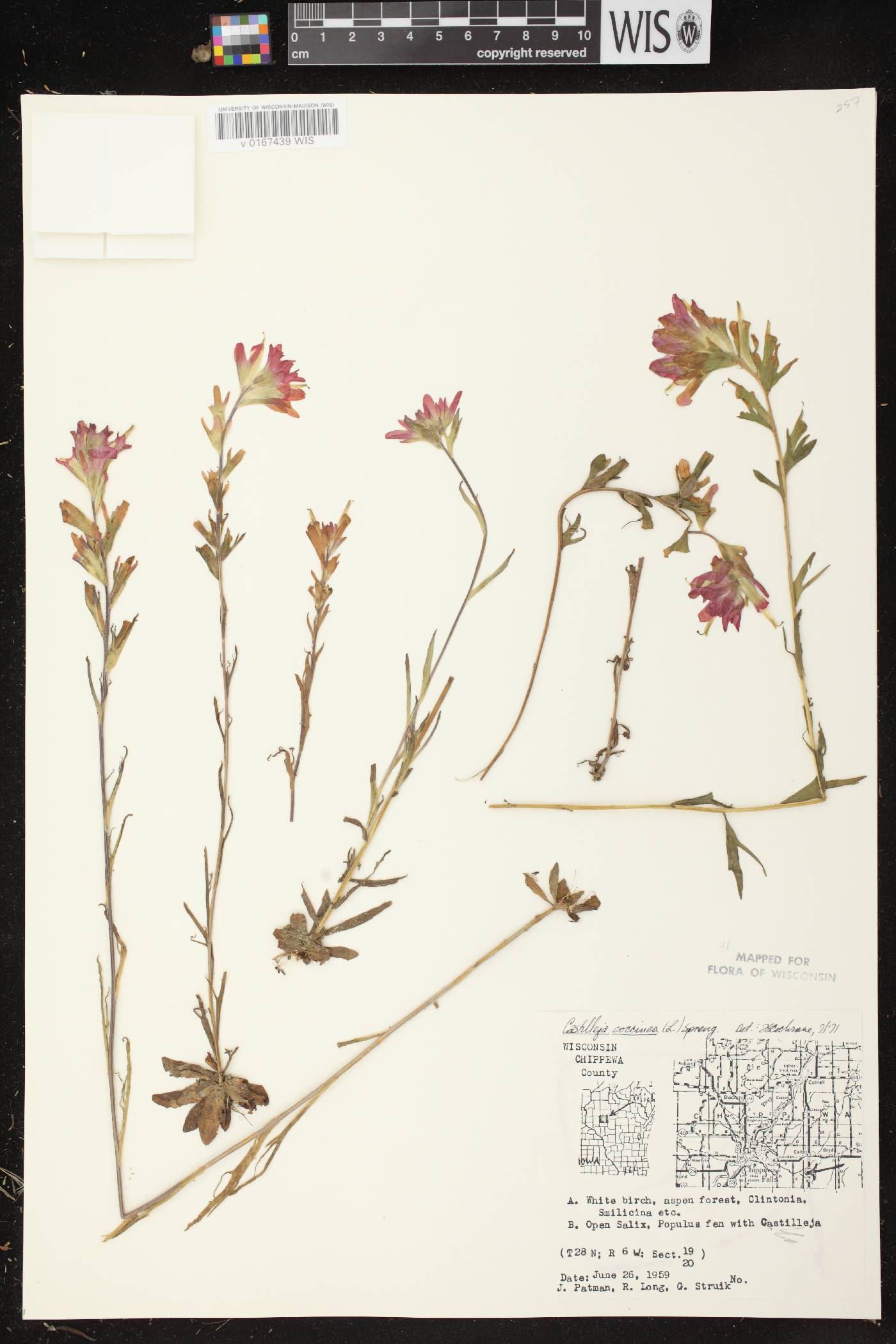 Castilleja coccinea image